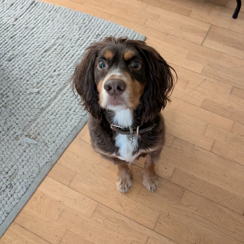 Alfie