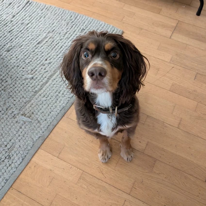 Alfie