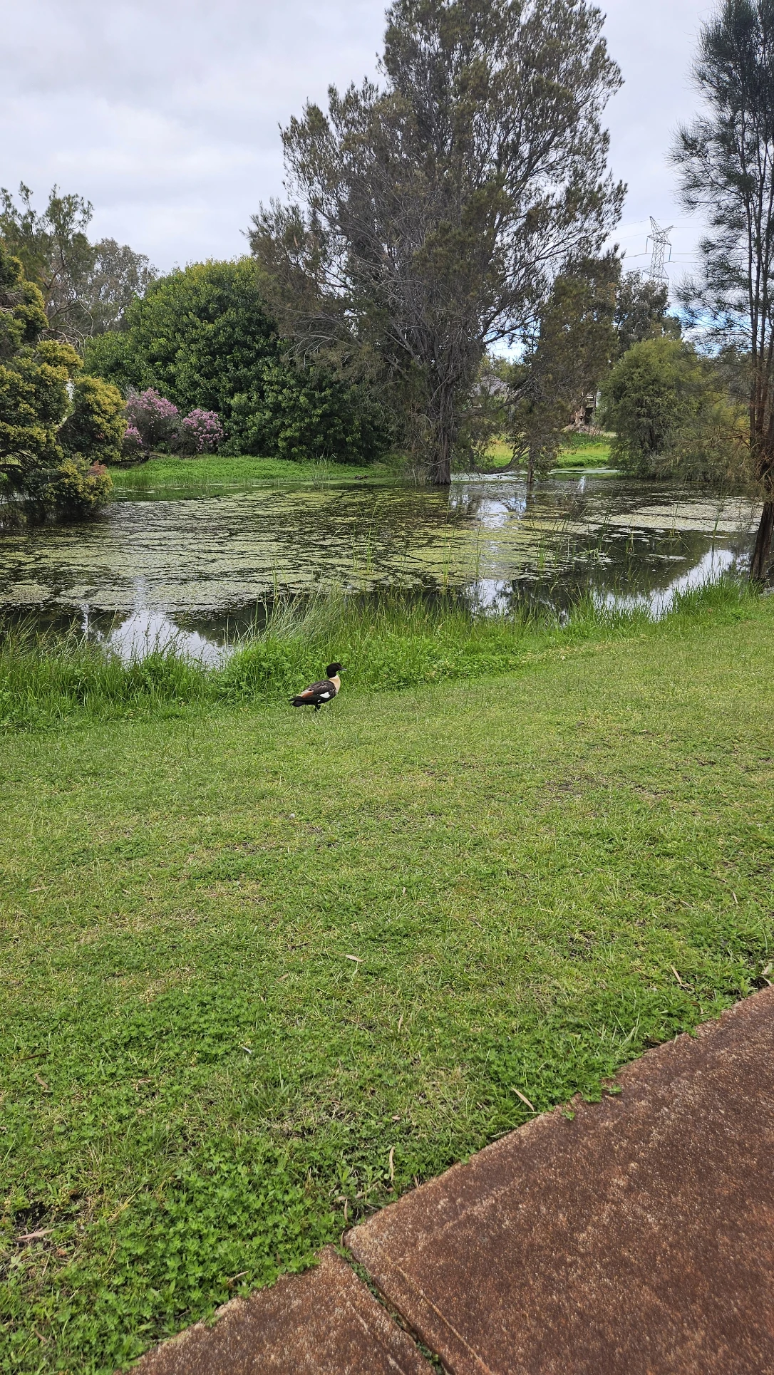 image-19