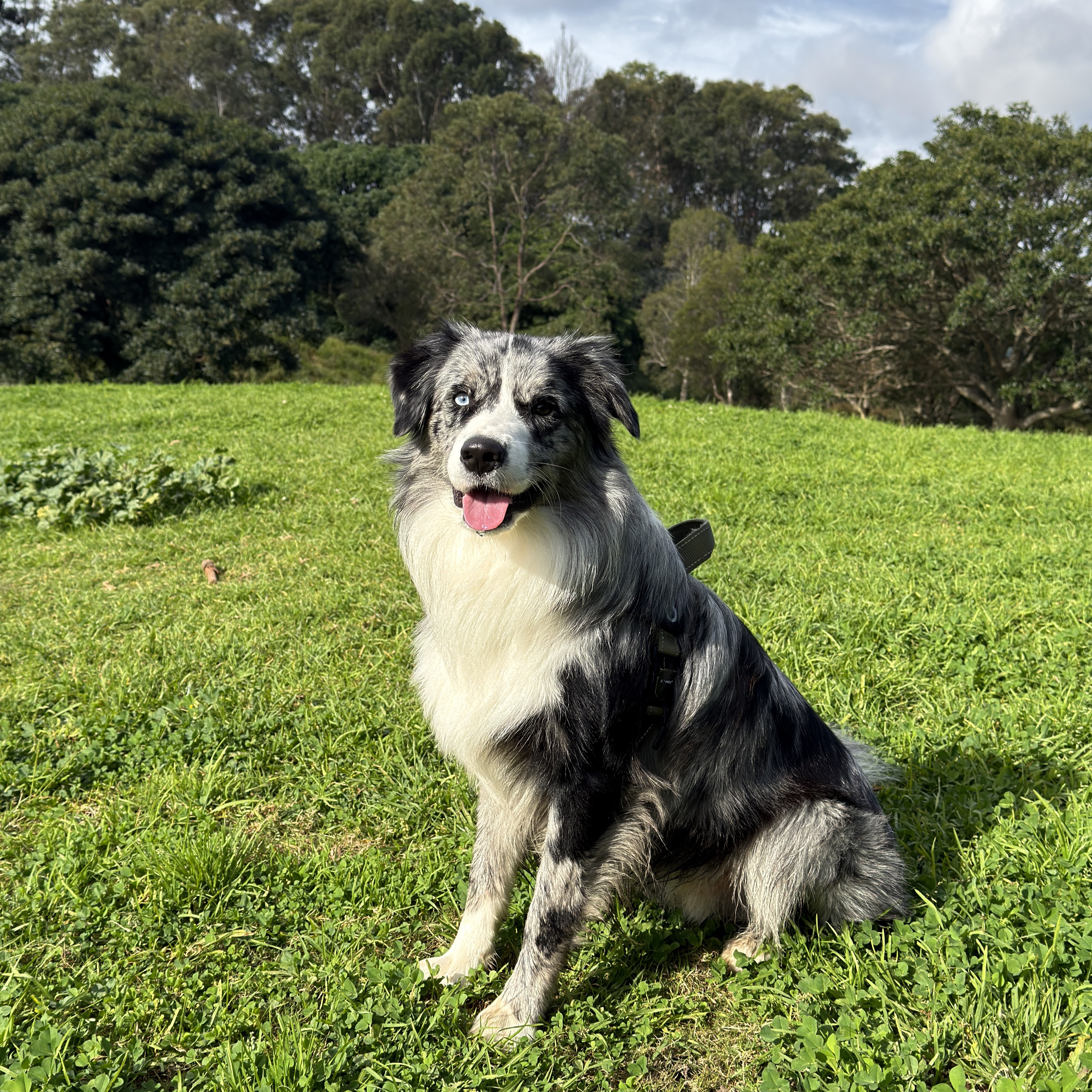Lobo
