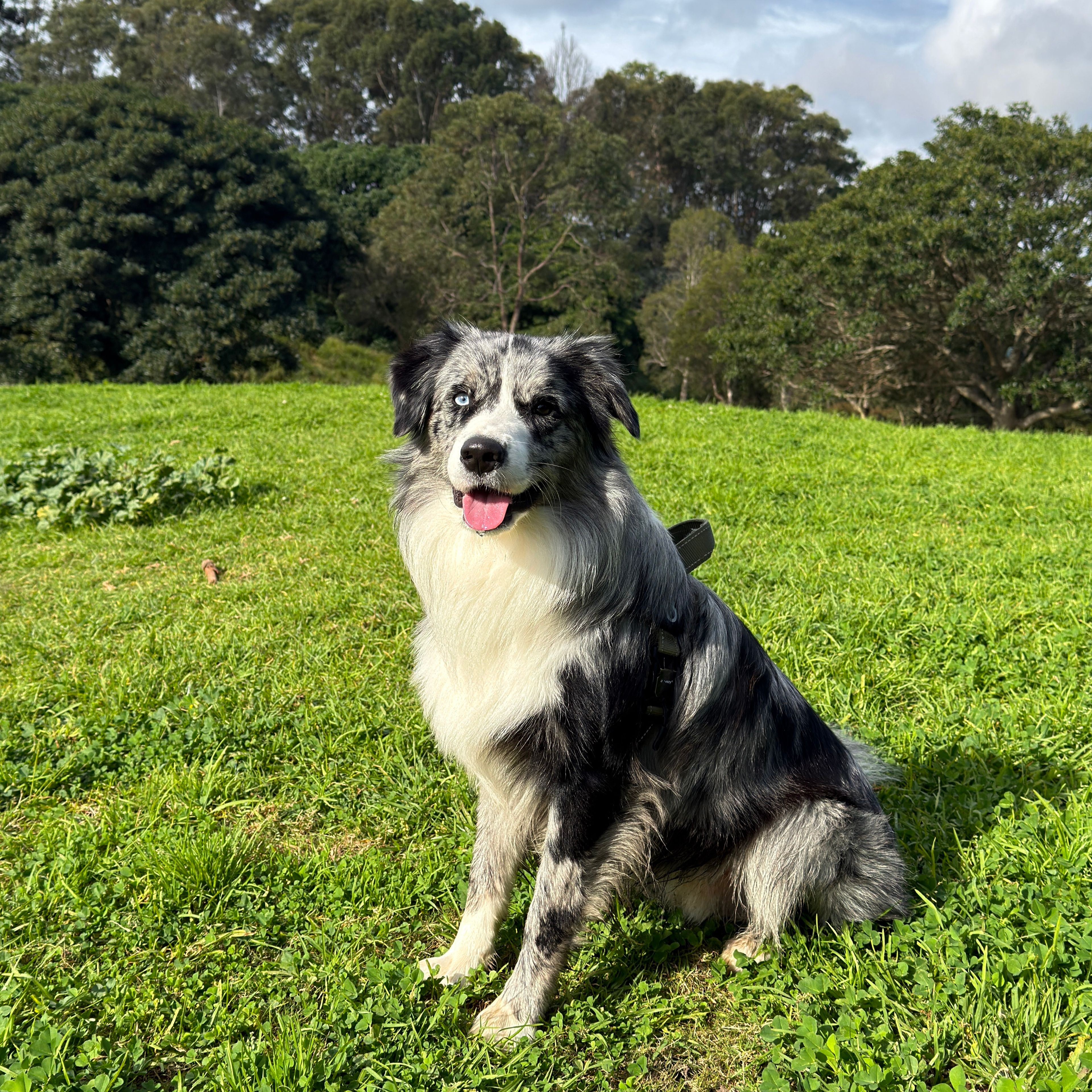 Lobo