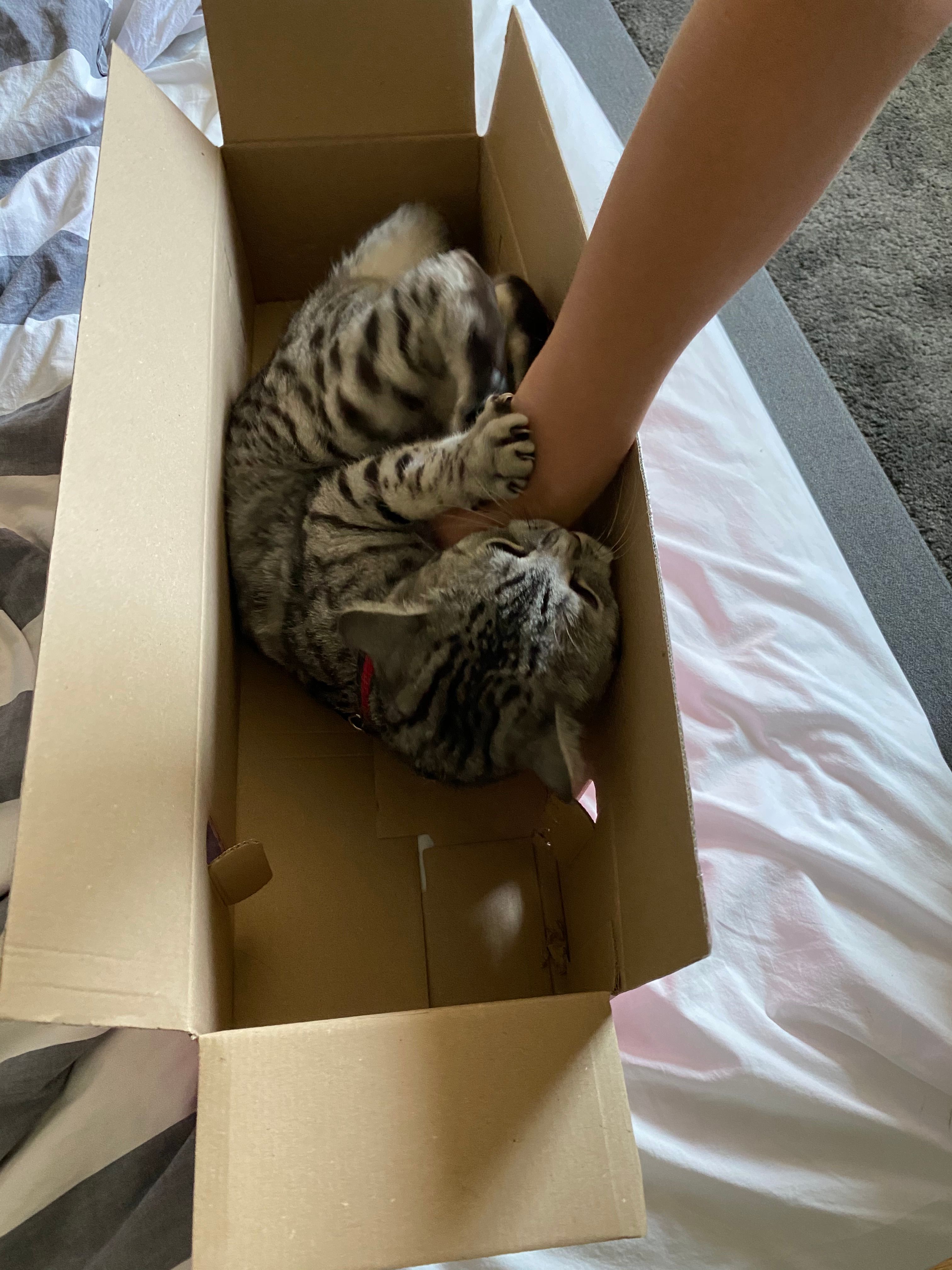 image-7