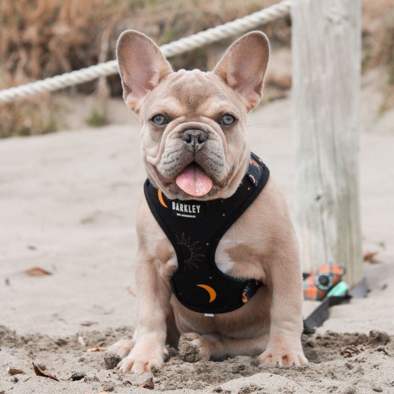 Frankie