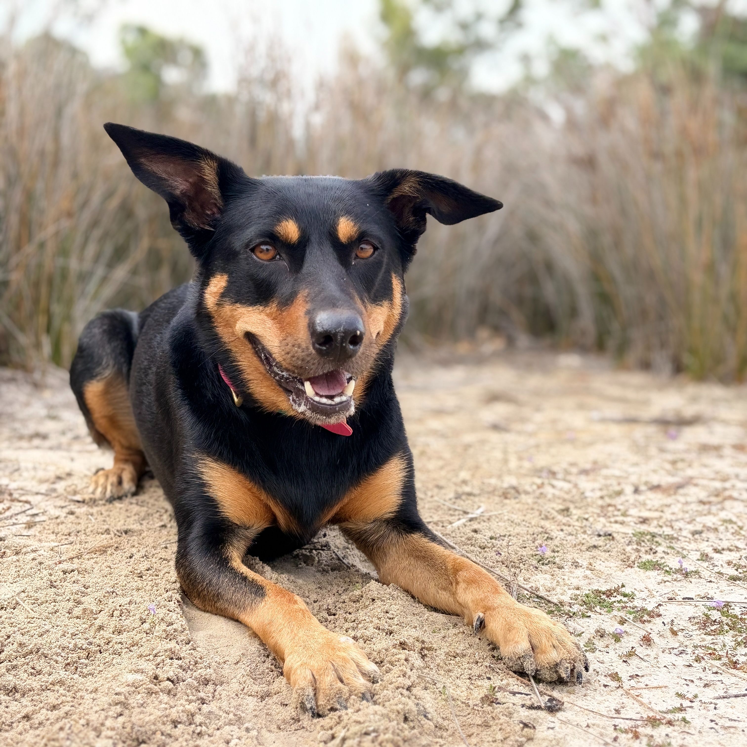Roo