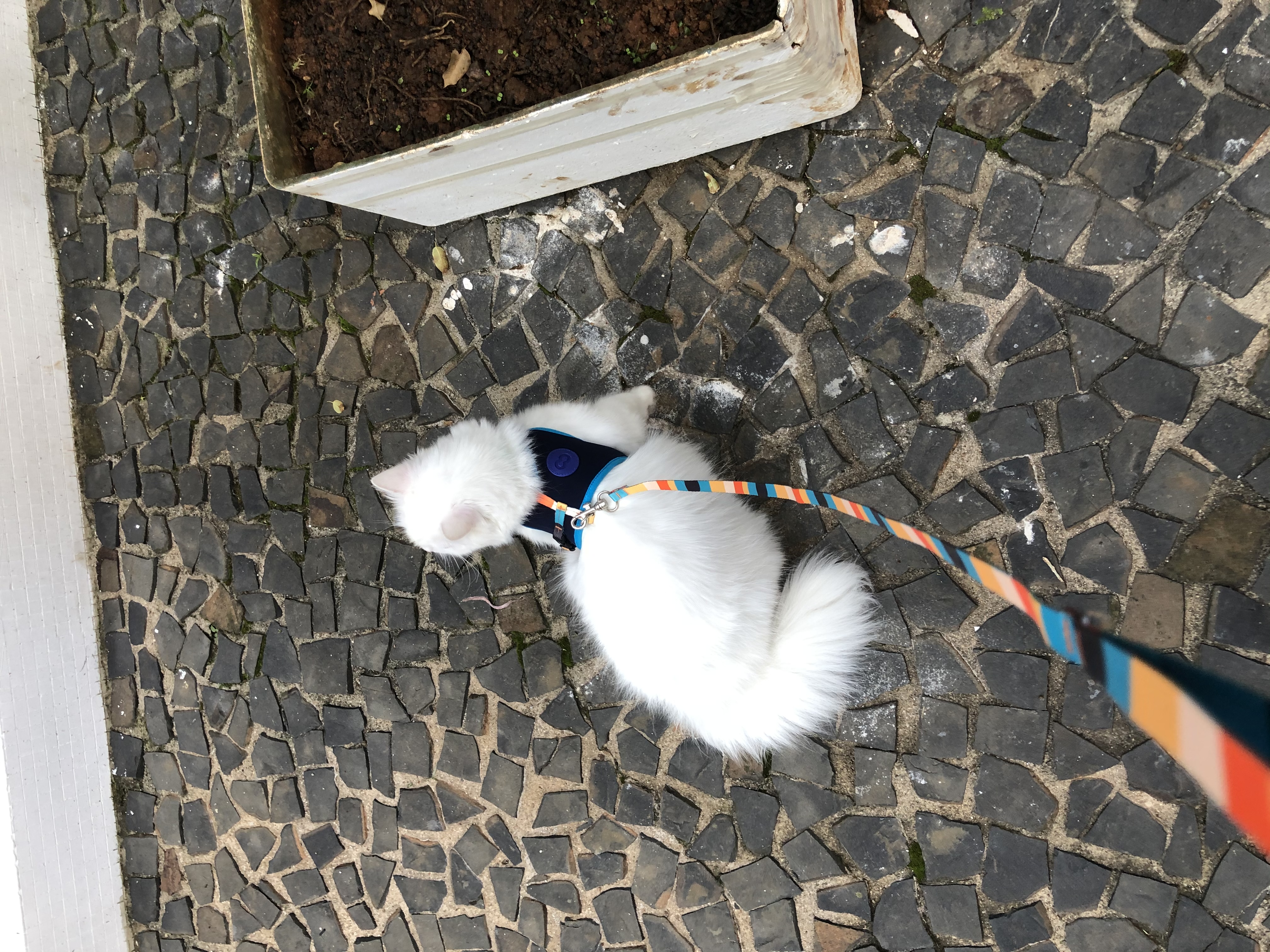 image-4