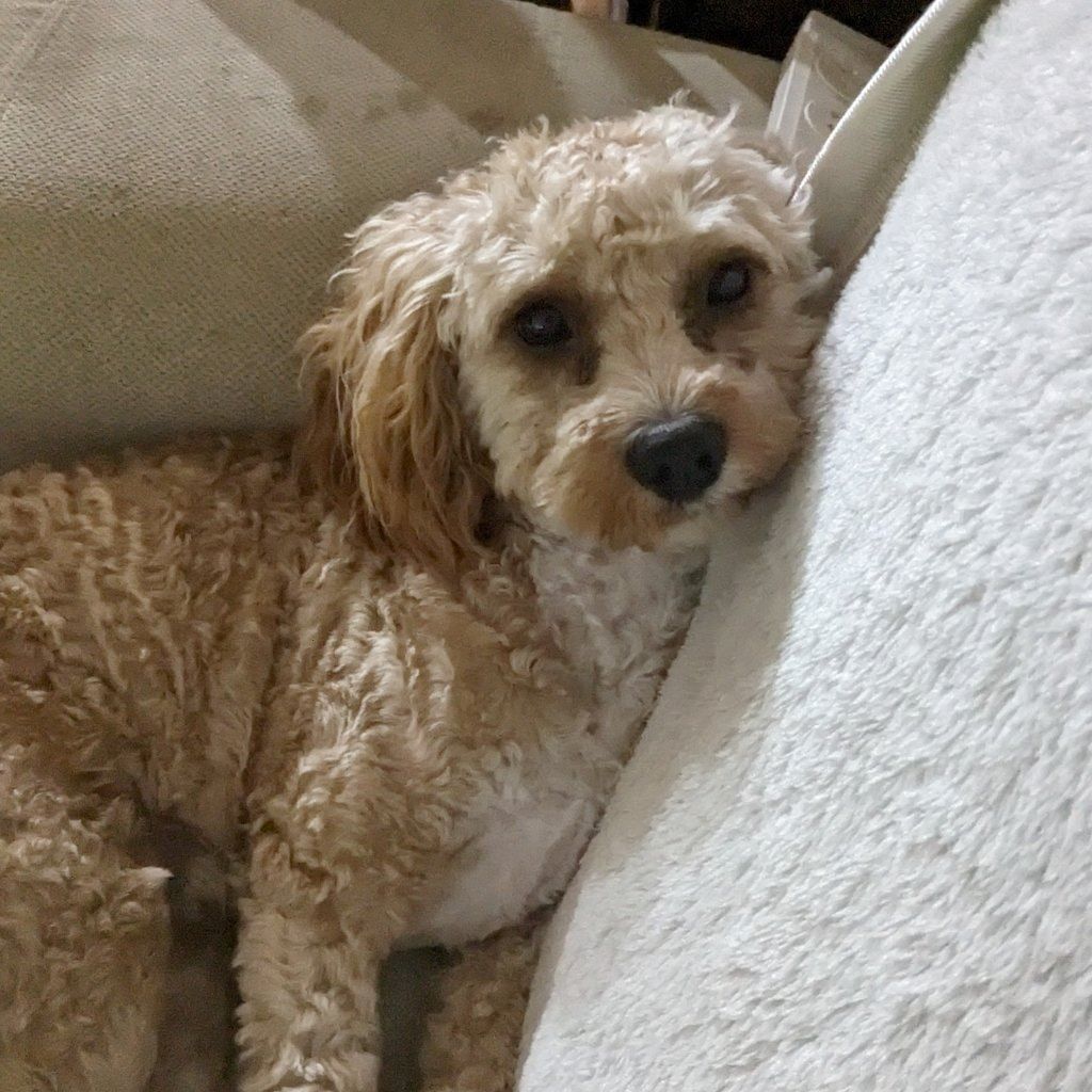 Banjo