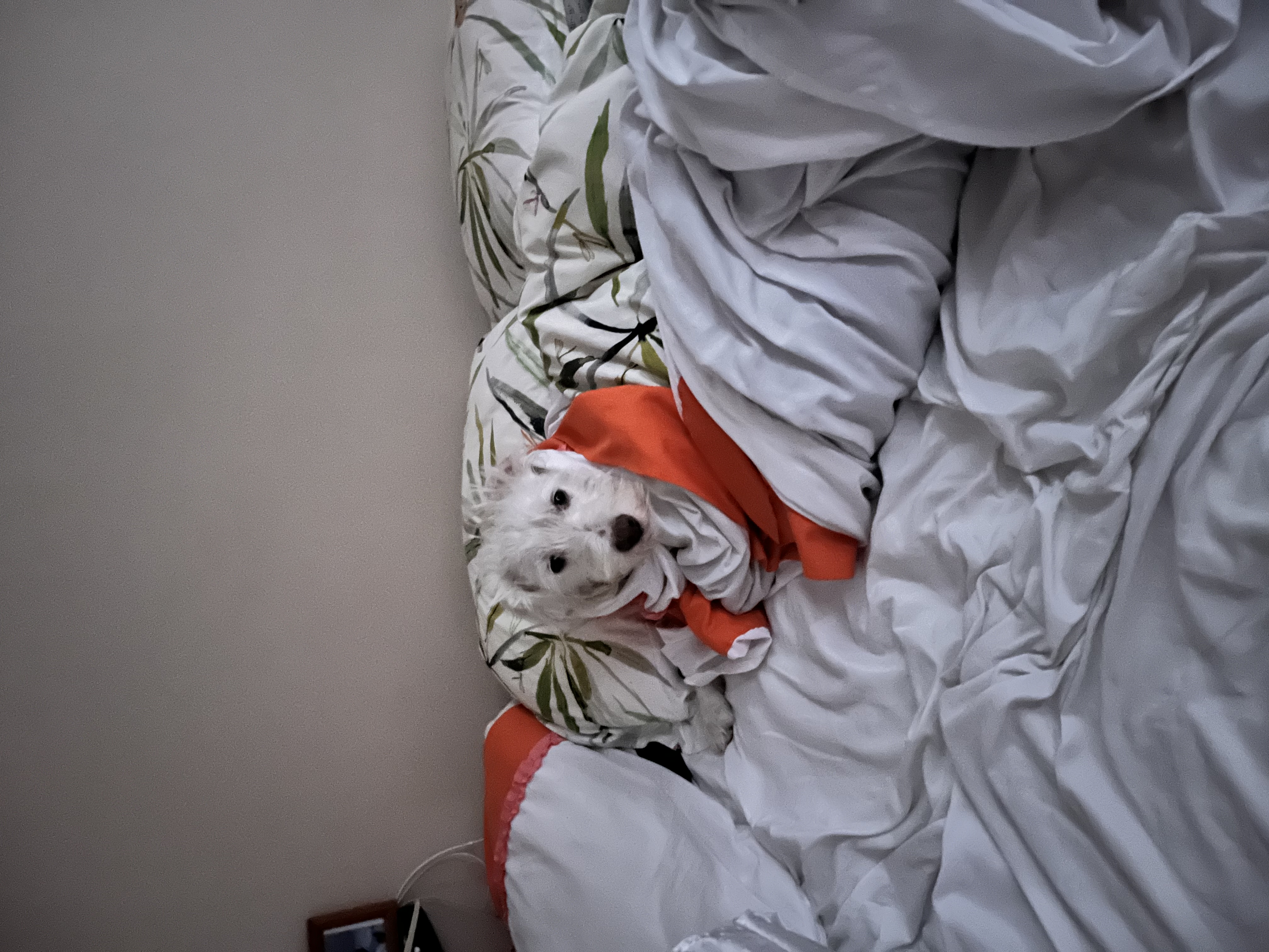 image-4