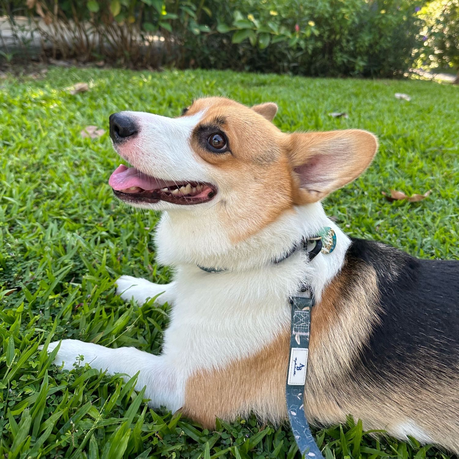 Kiko