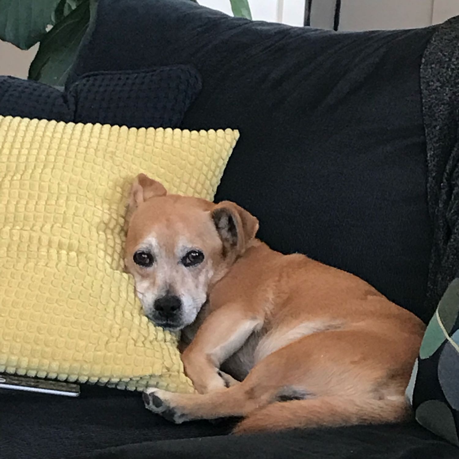 Howie
