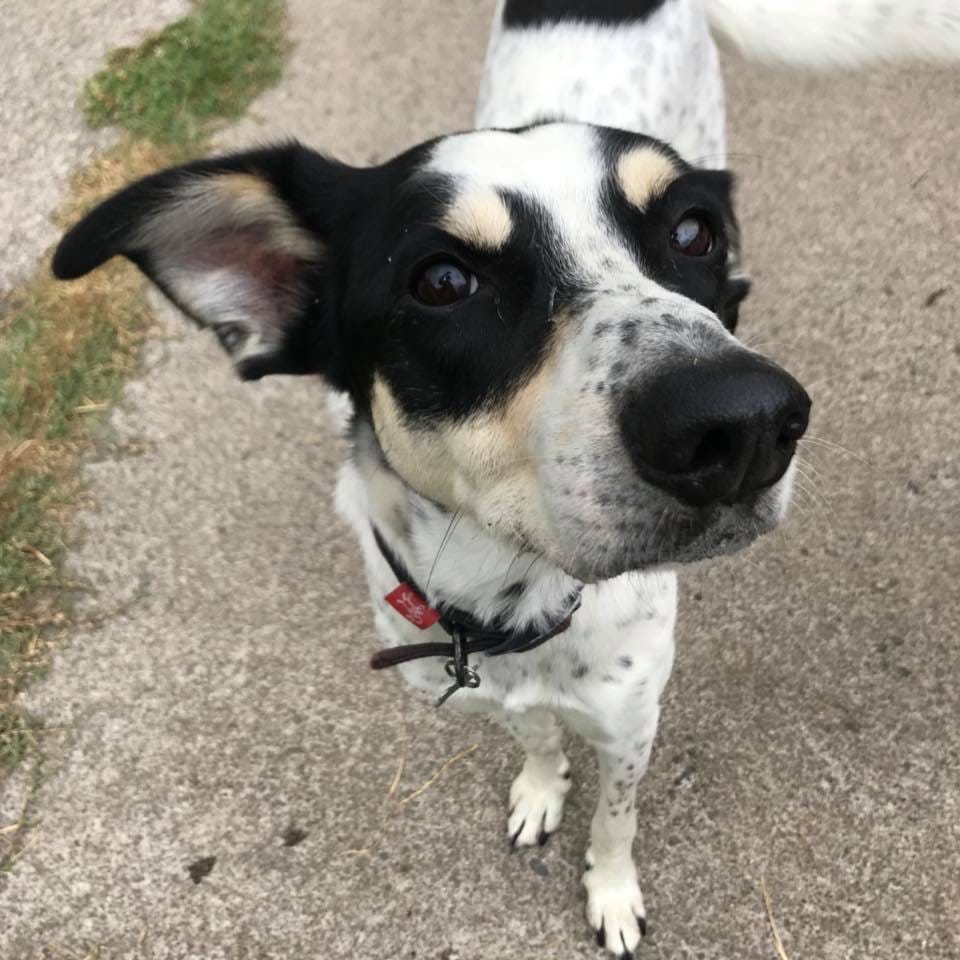 Ace