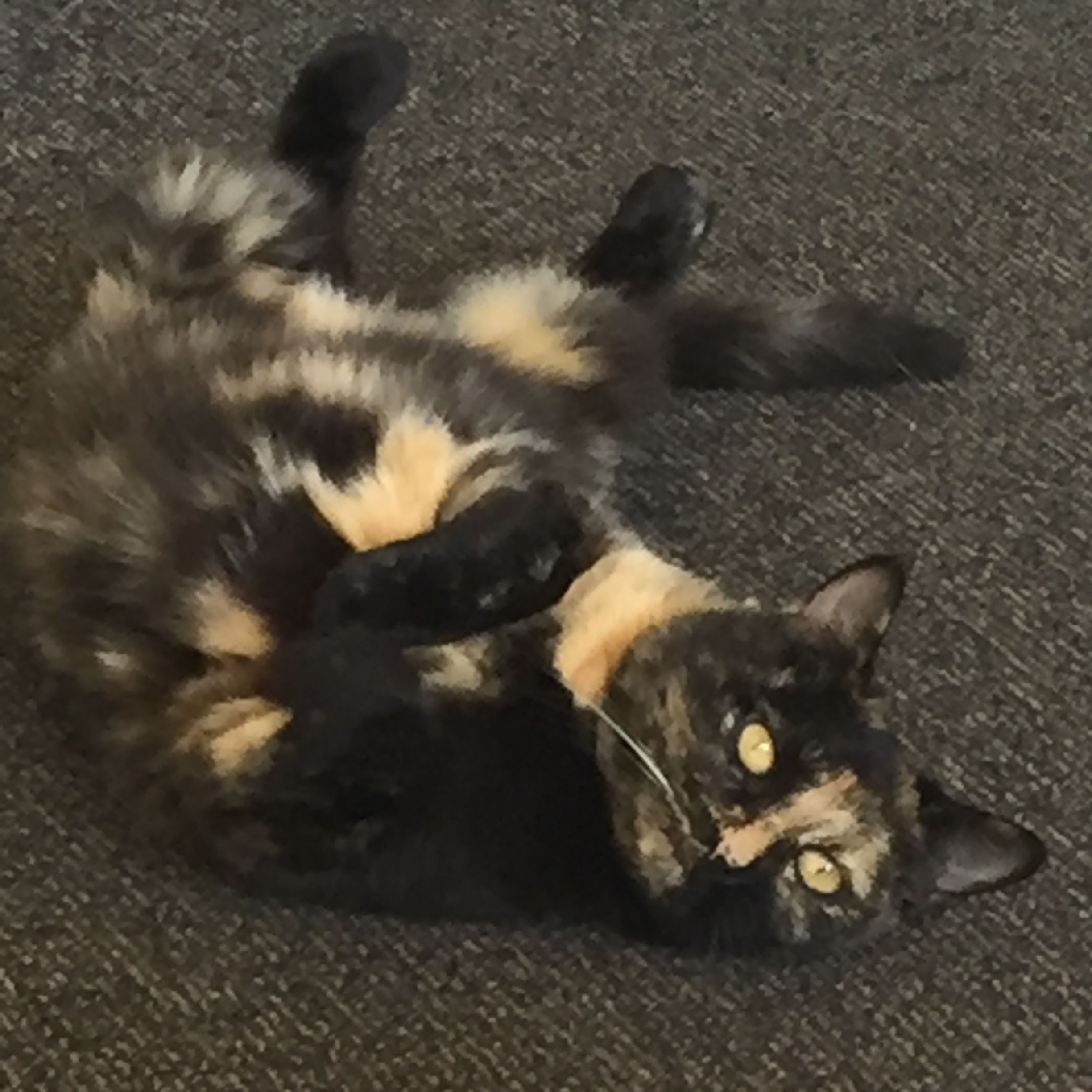 Kitty
