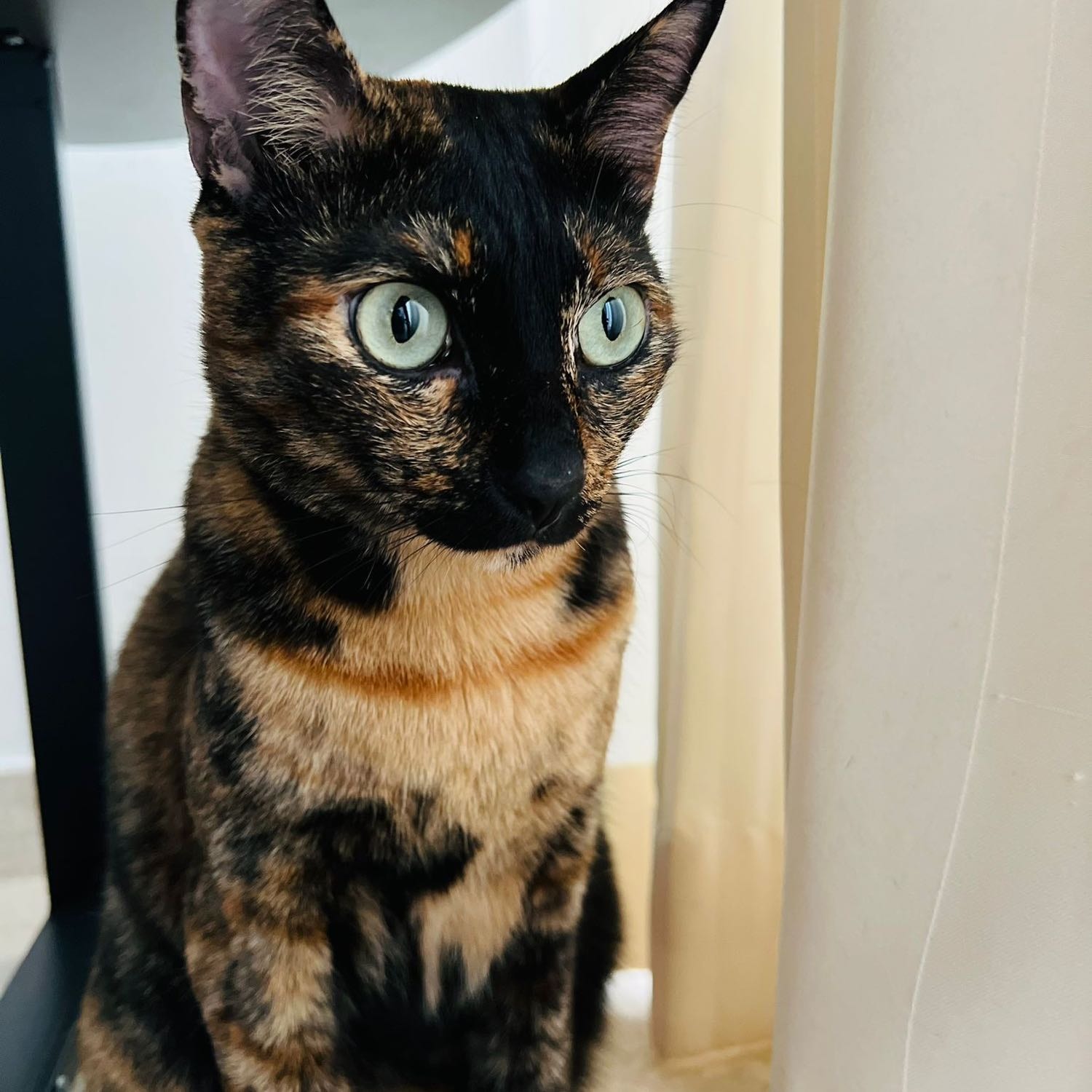 Buffy (Curiosa) 