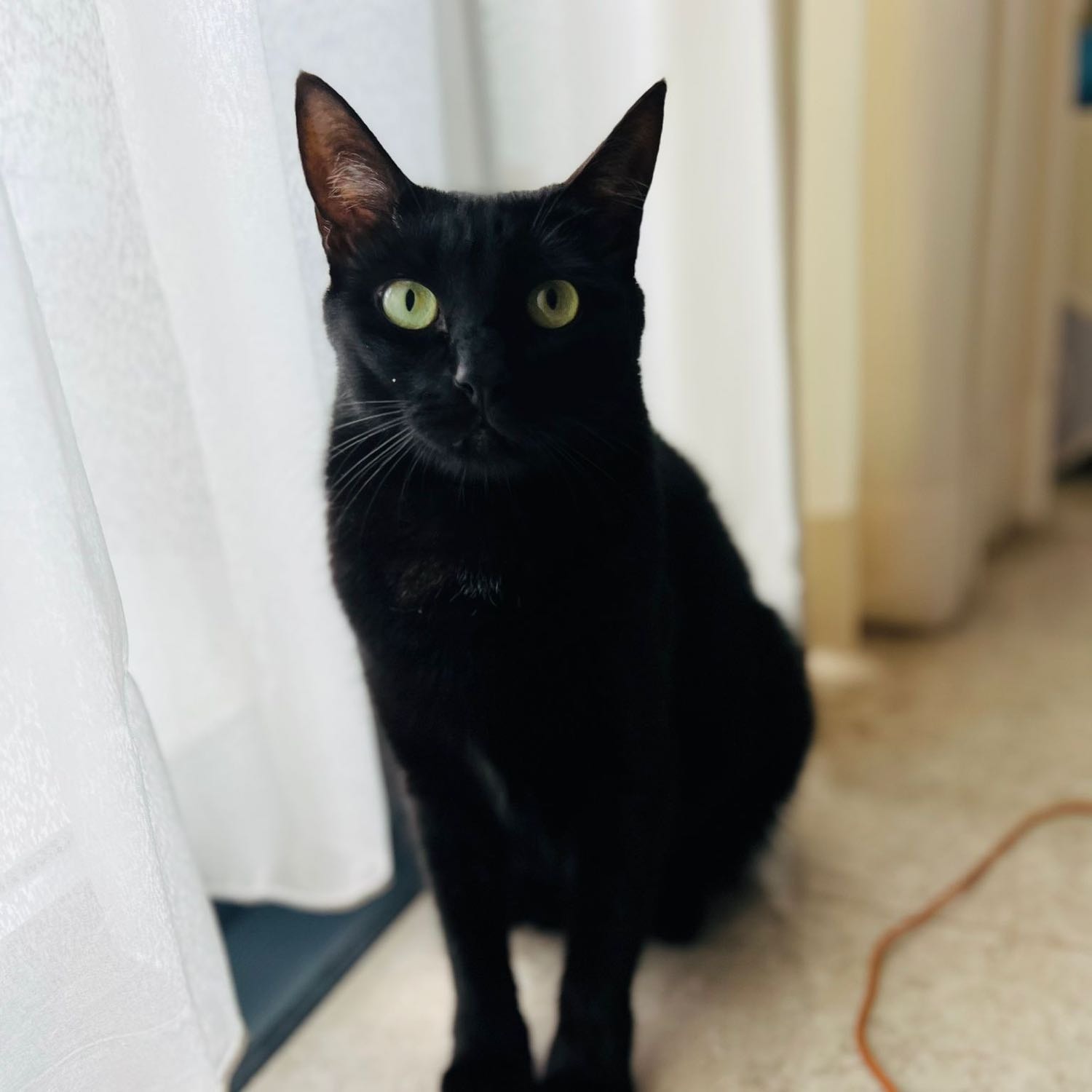 Willow (Nerina)