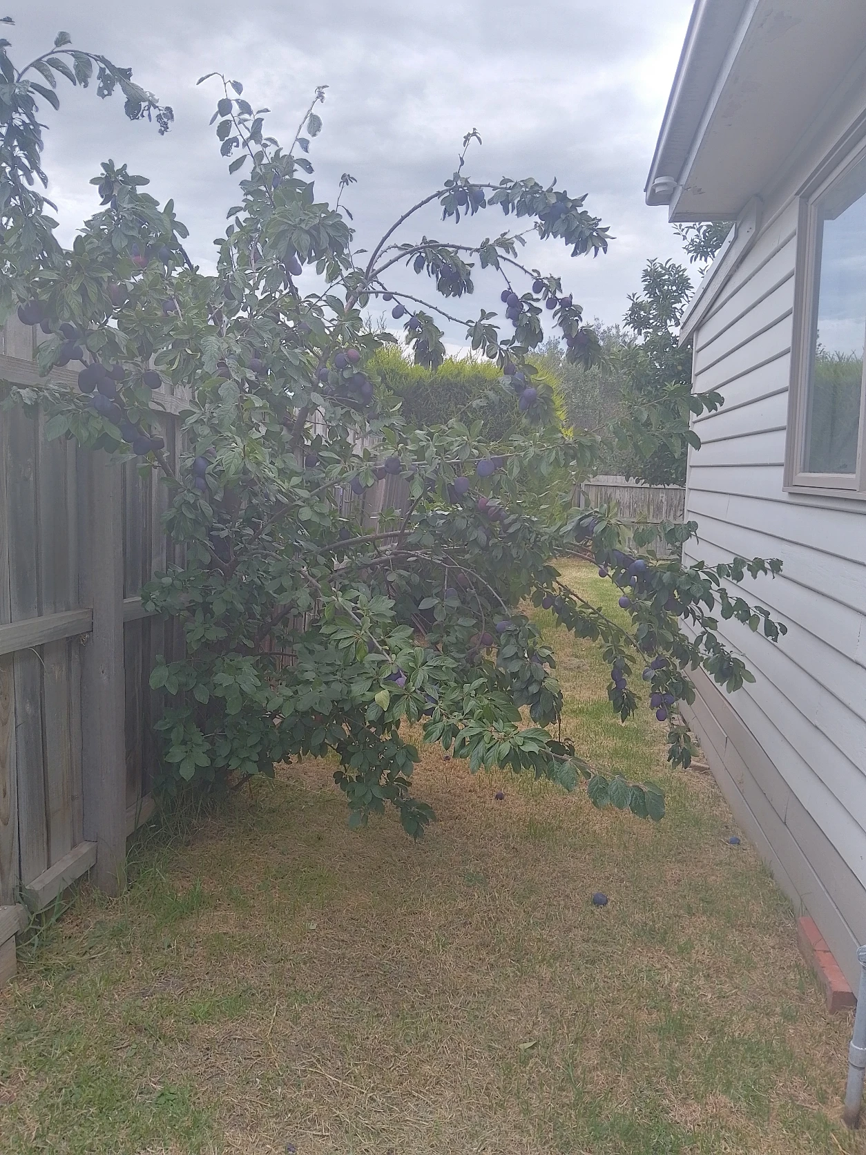 image-18