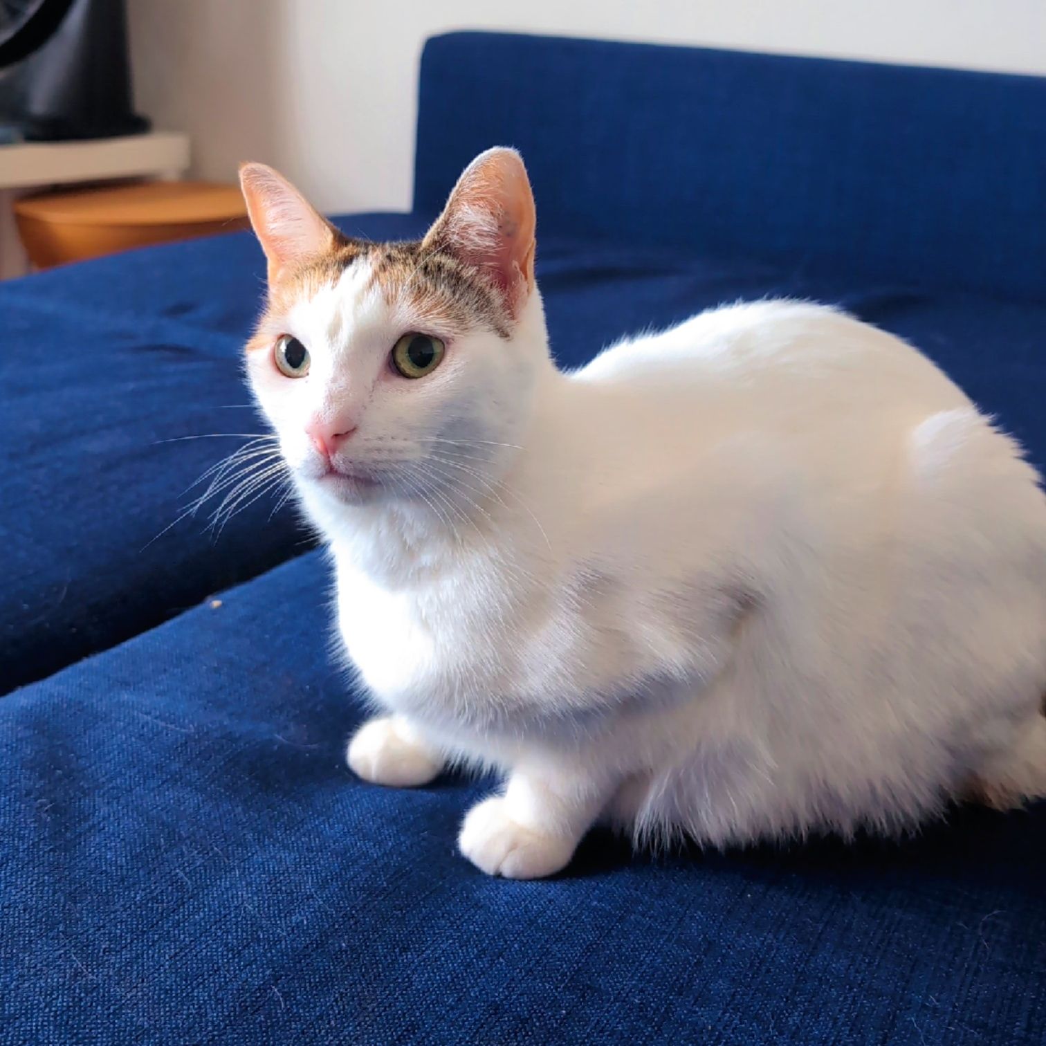 Pebbles