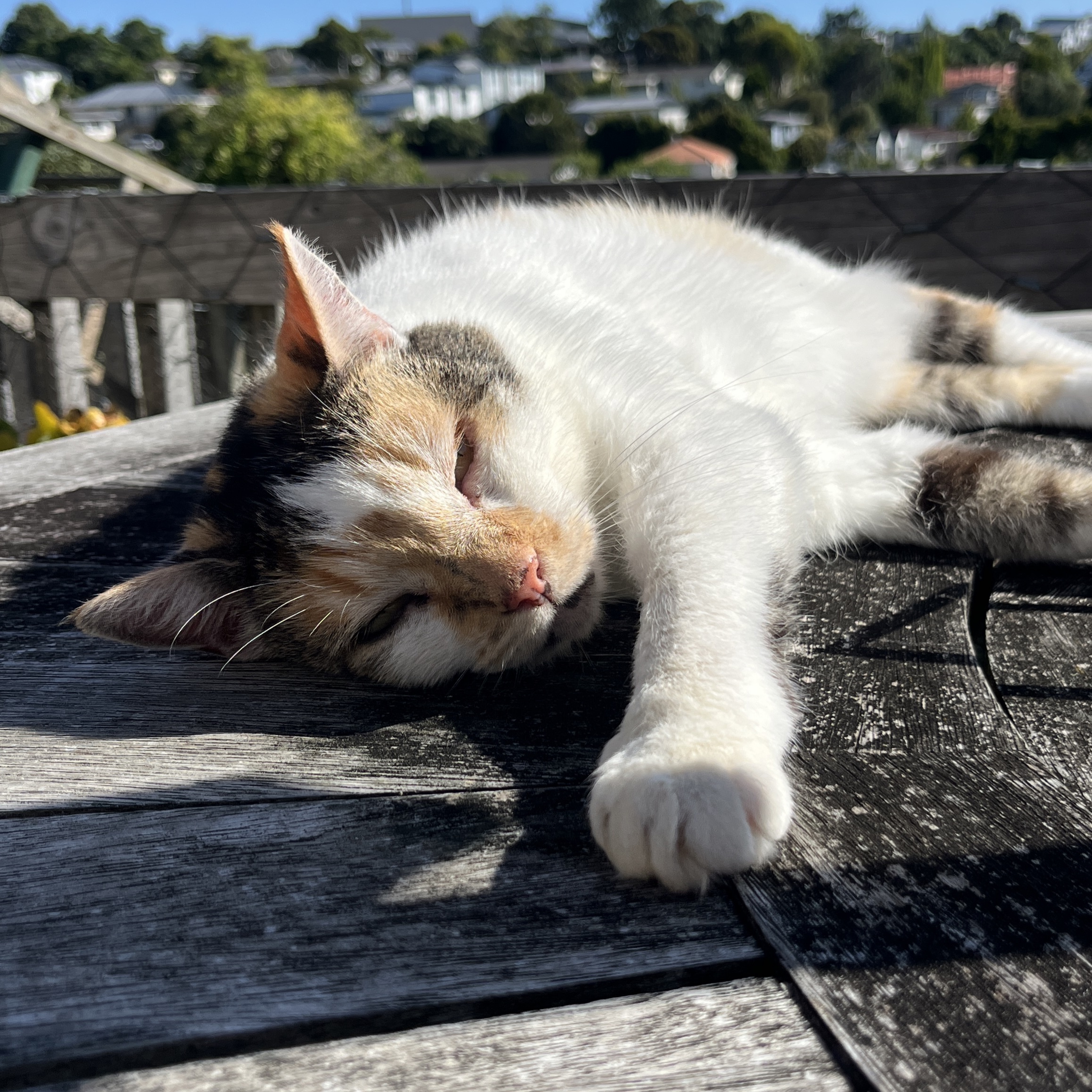 Rosie