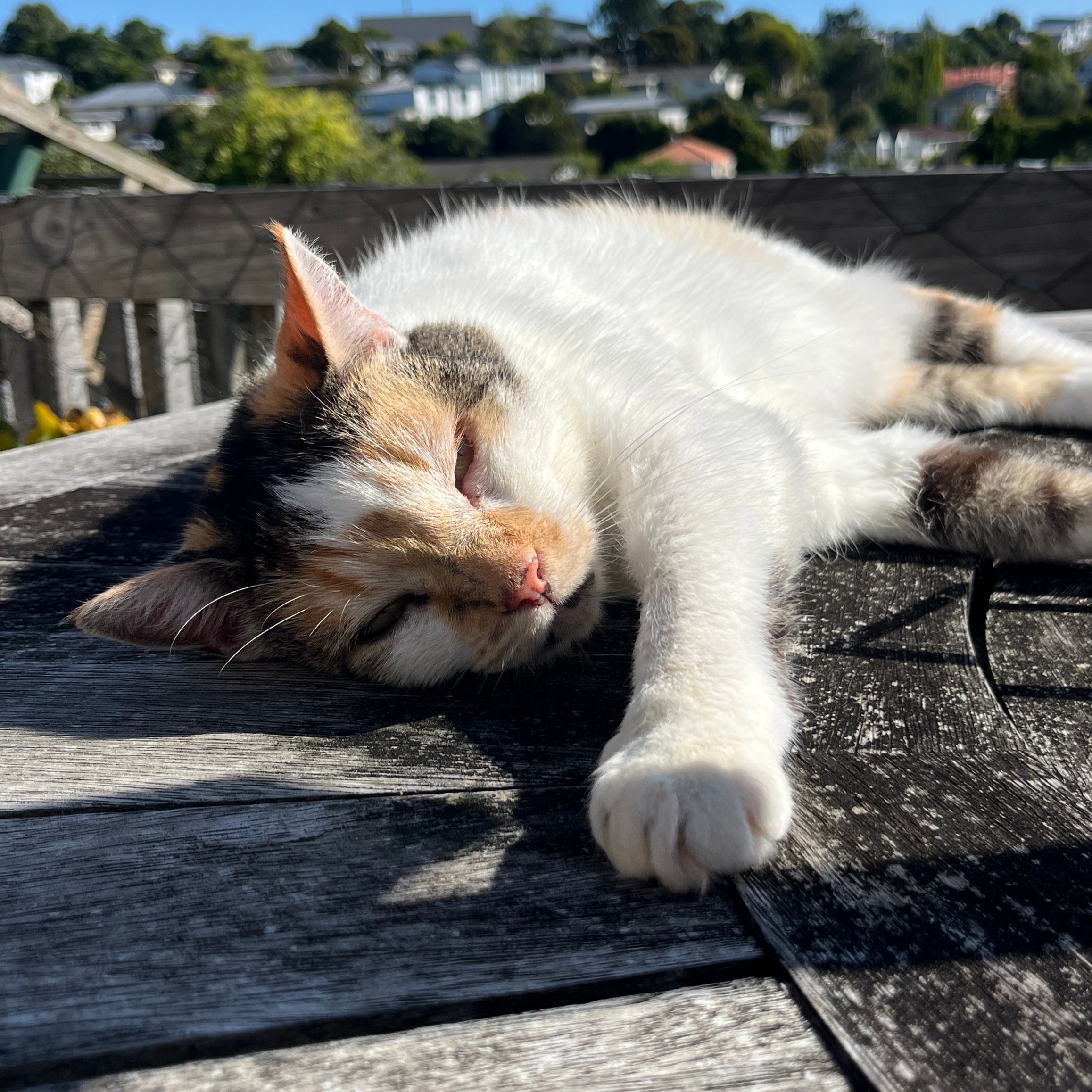Rosie