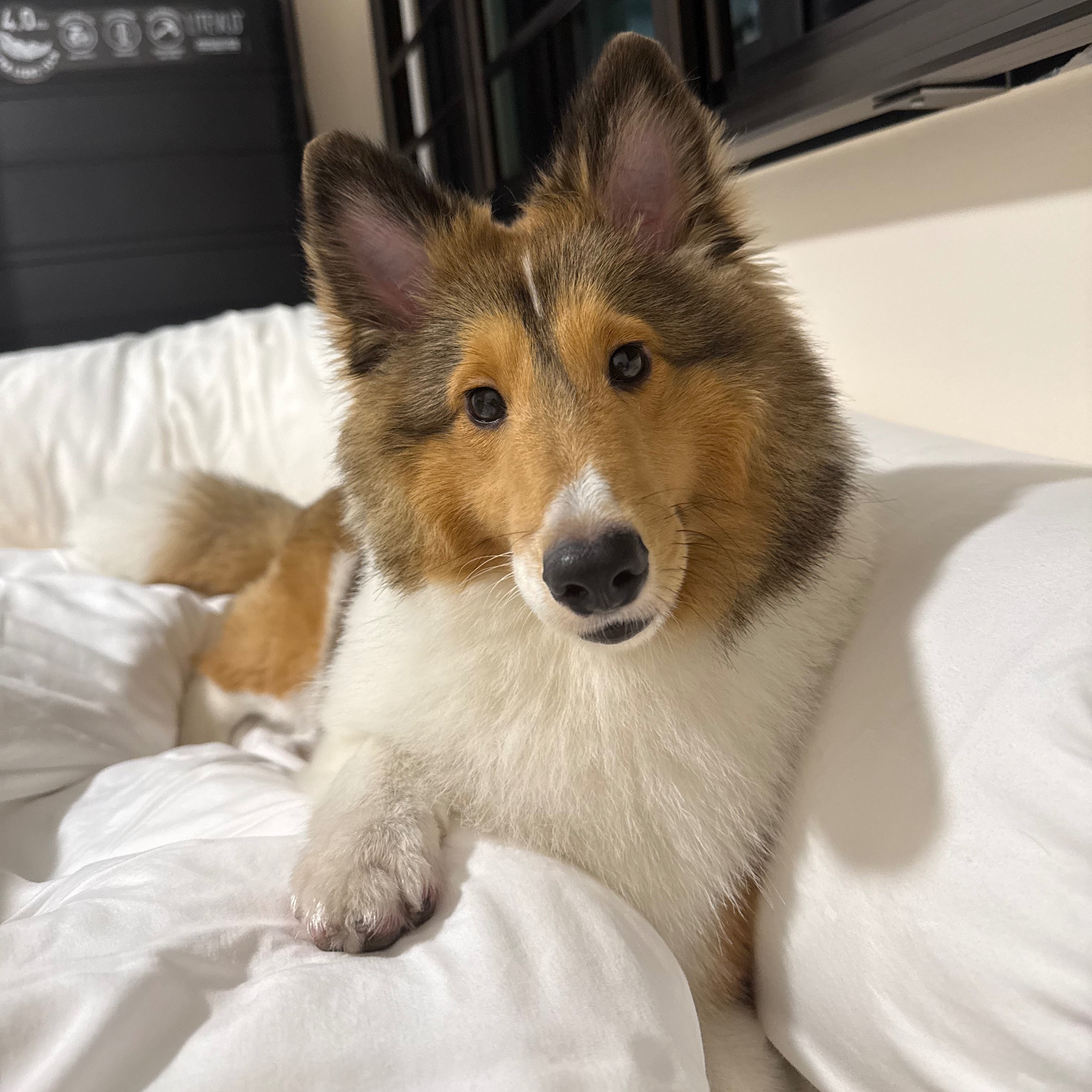 Koa