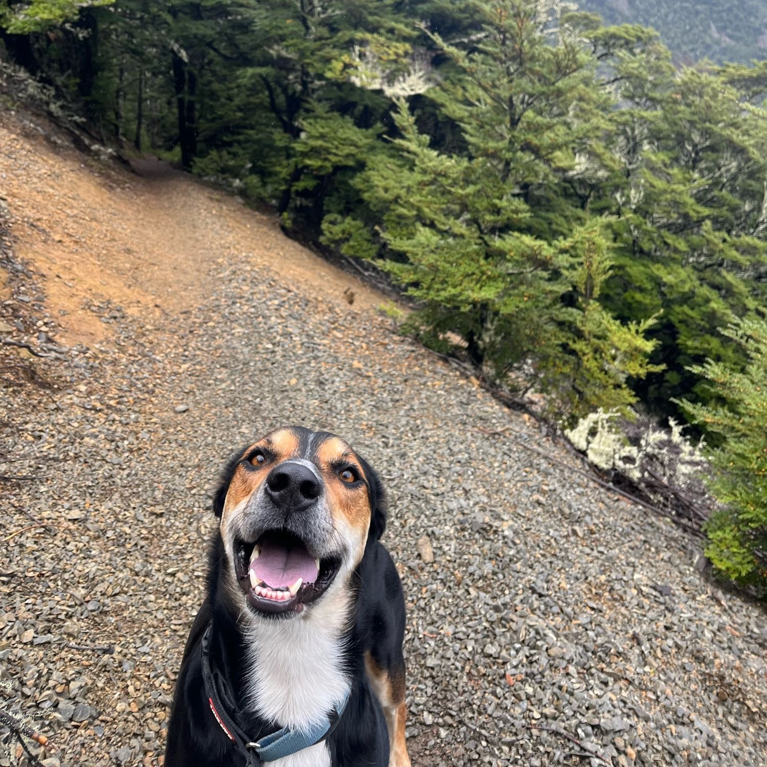 Scooby