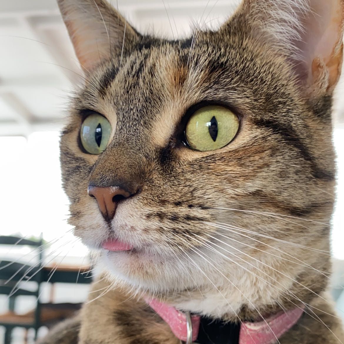 Piper