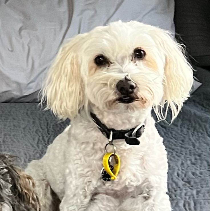 Milo 
