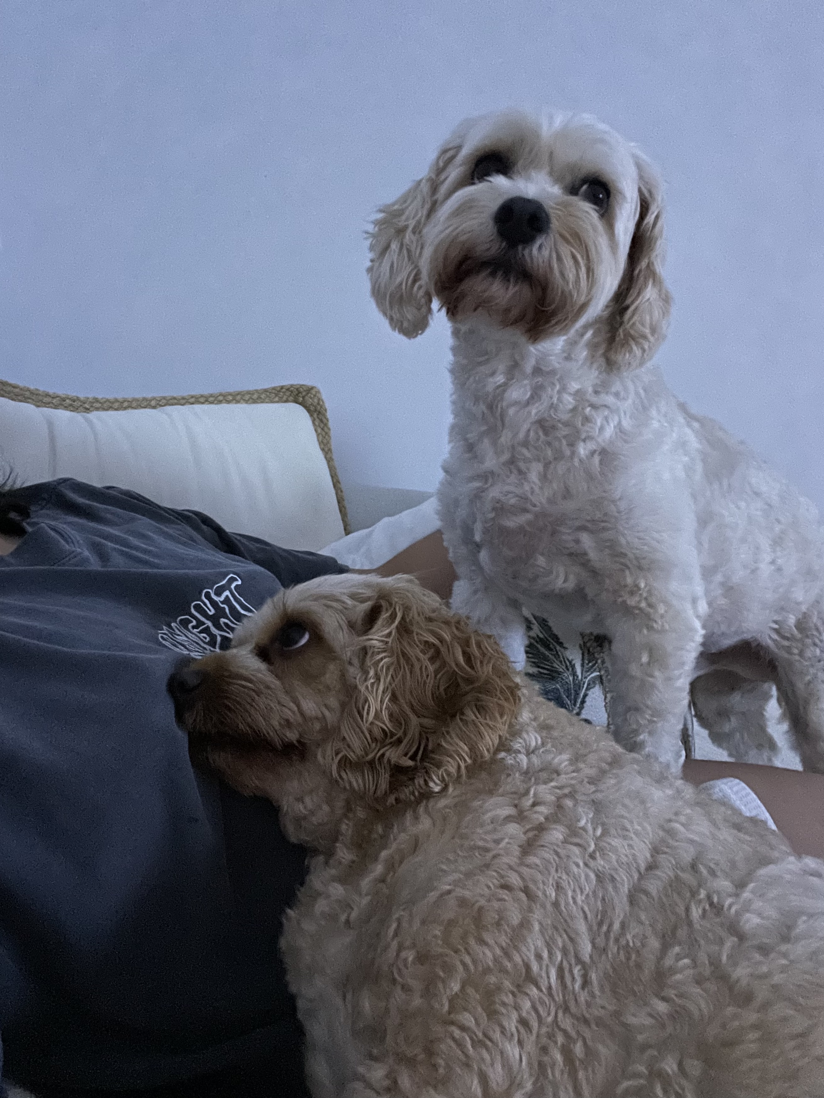 image-12