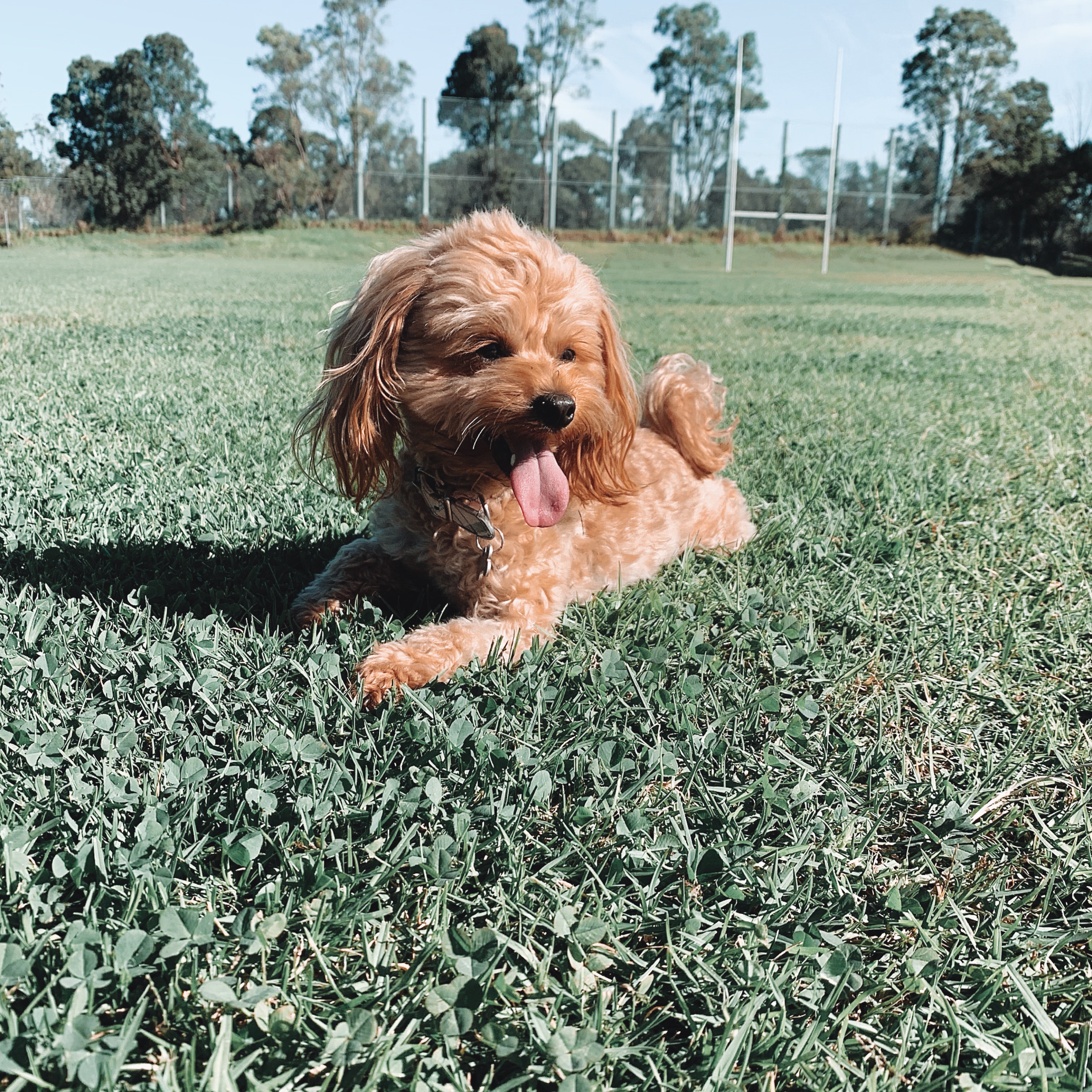 Remy