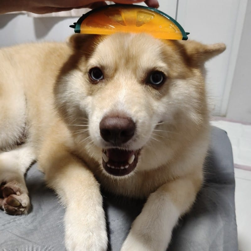 Ong