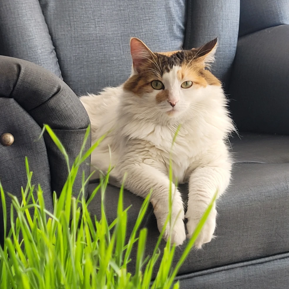 agatha