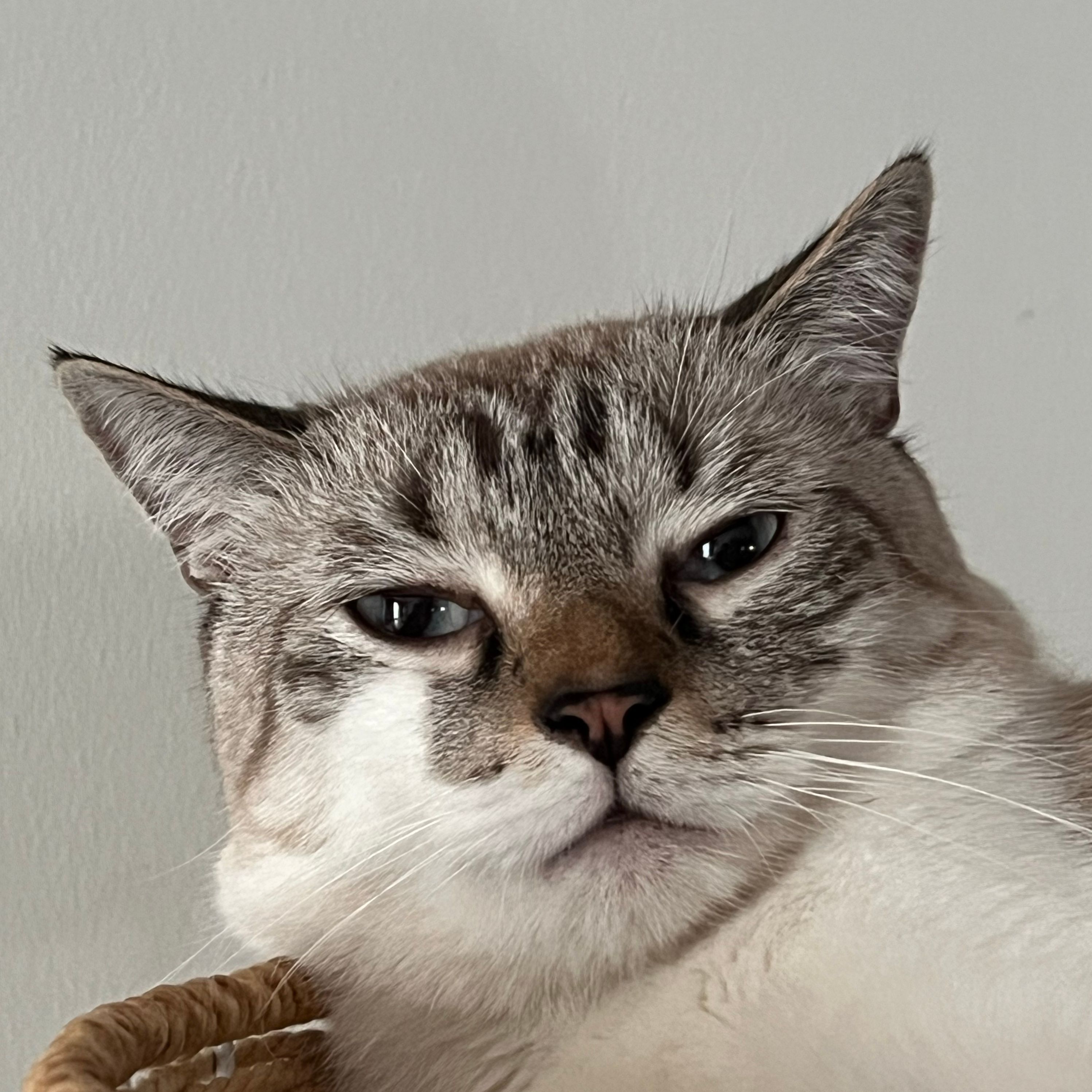 King julien (KJ/Kaju)