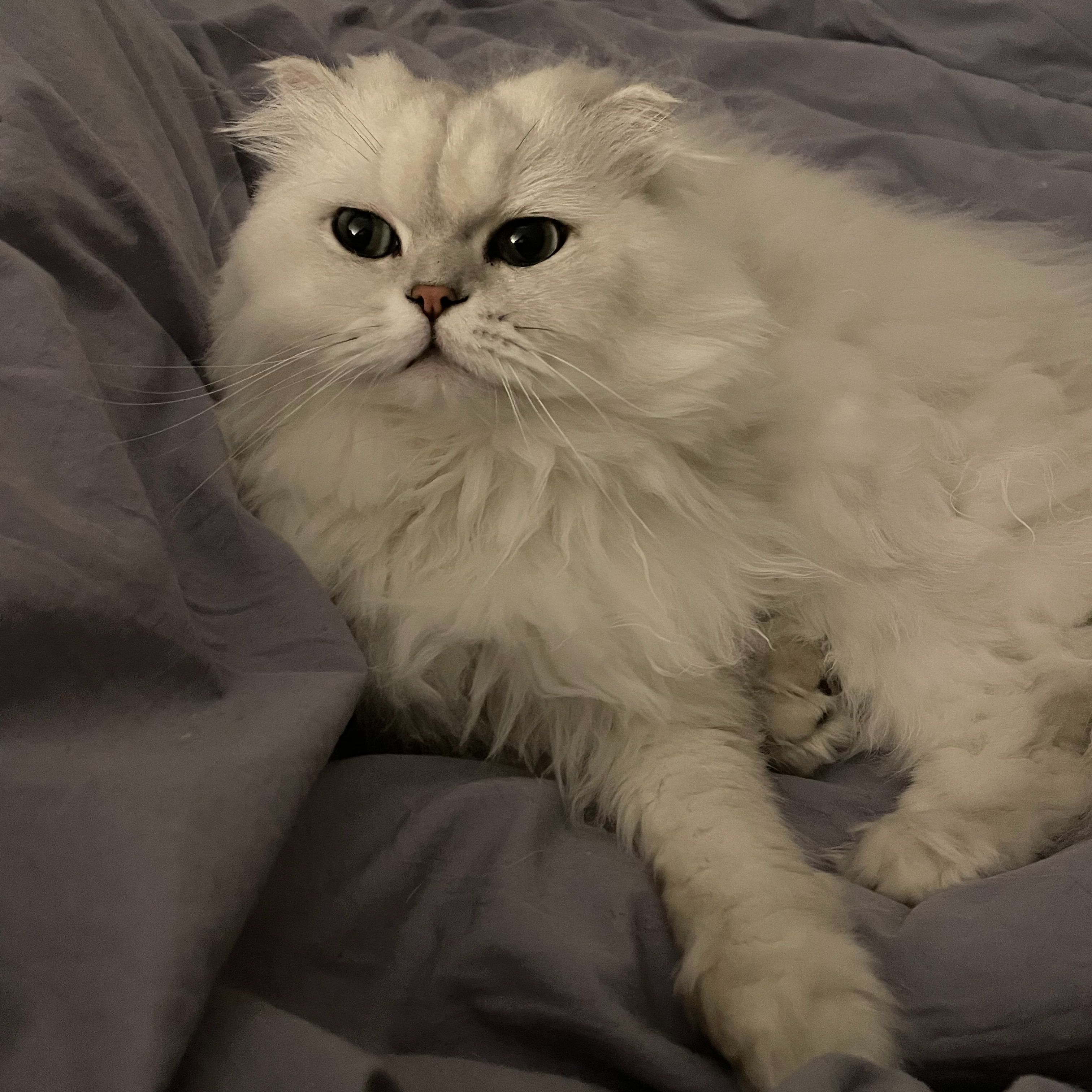 mimi