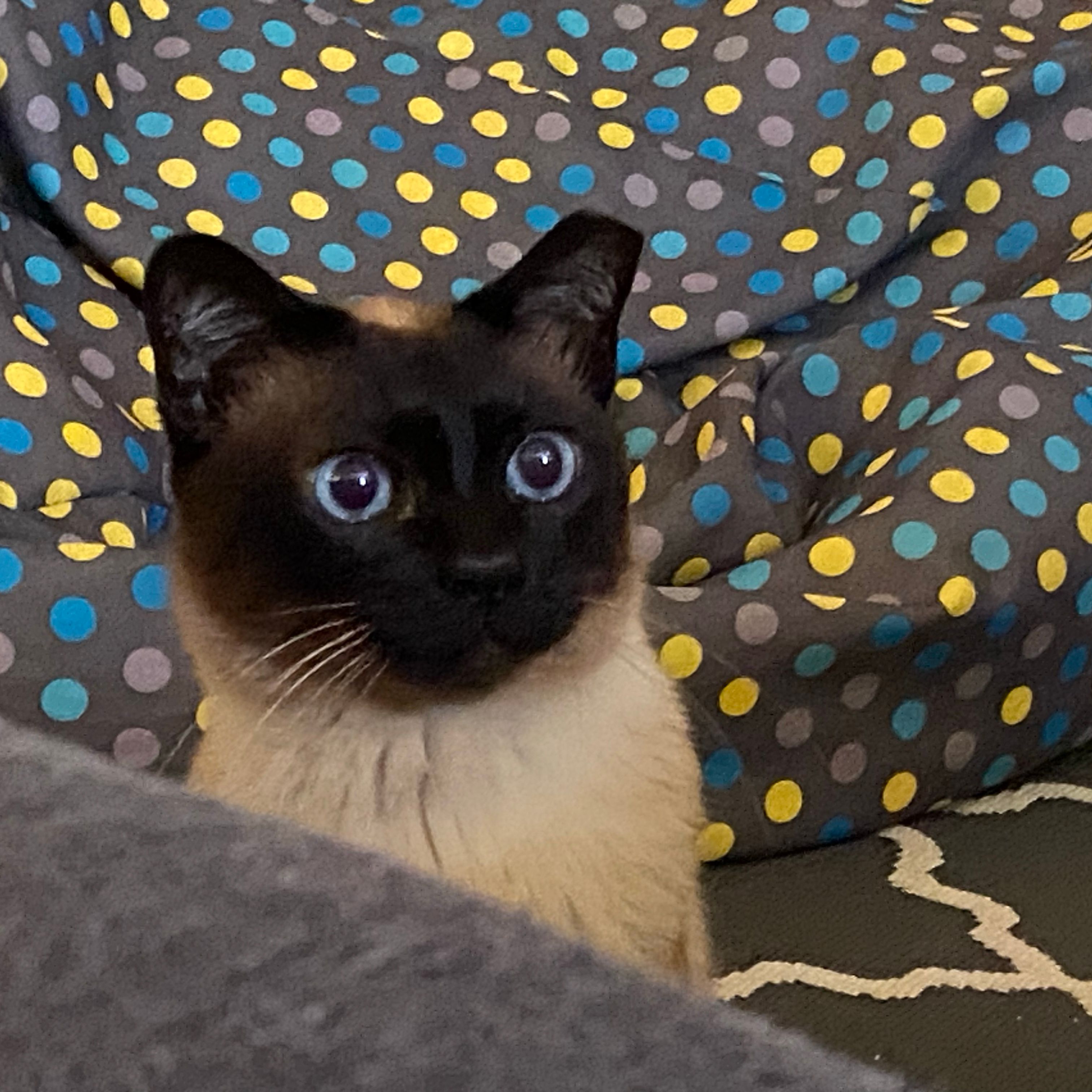 Choco