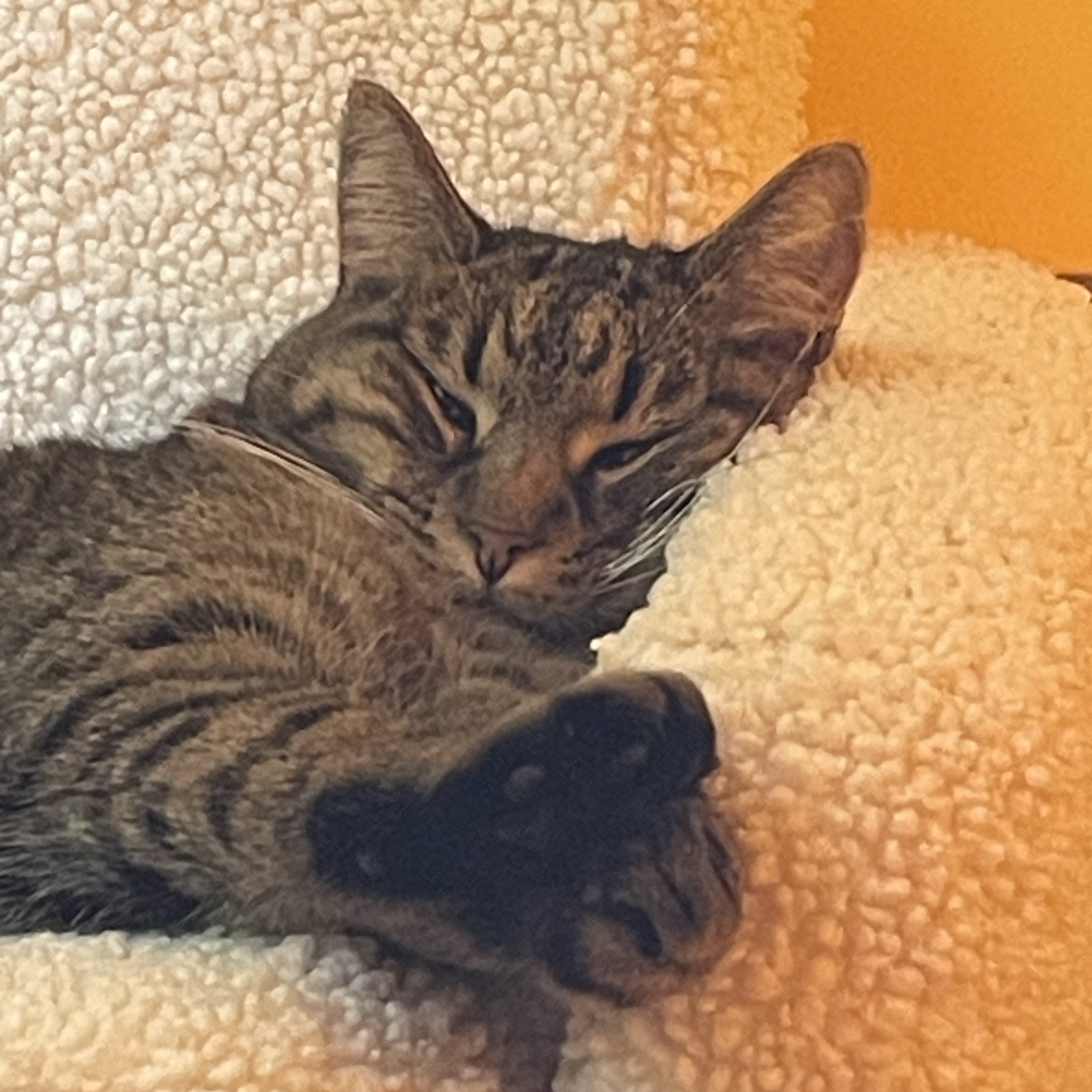 Tycho