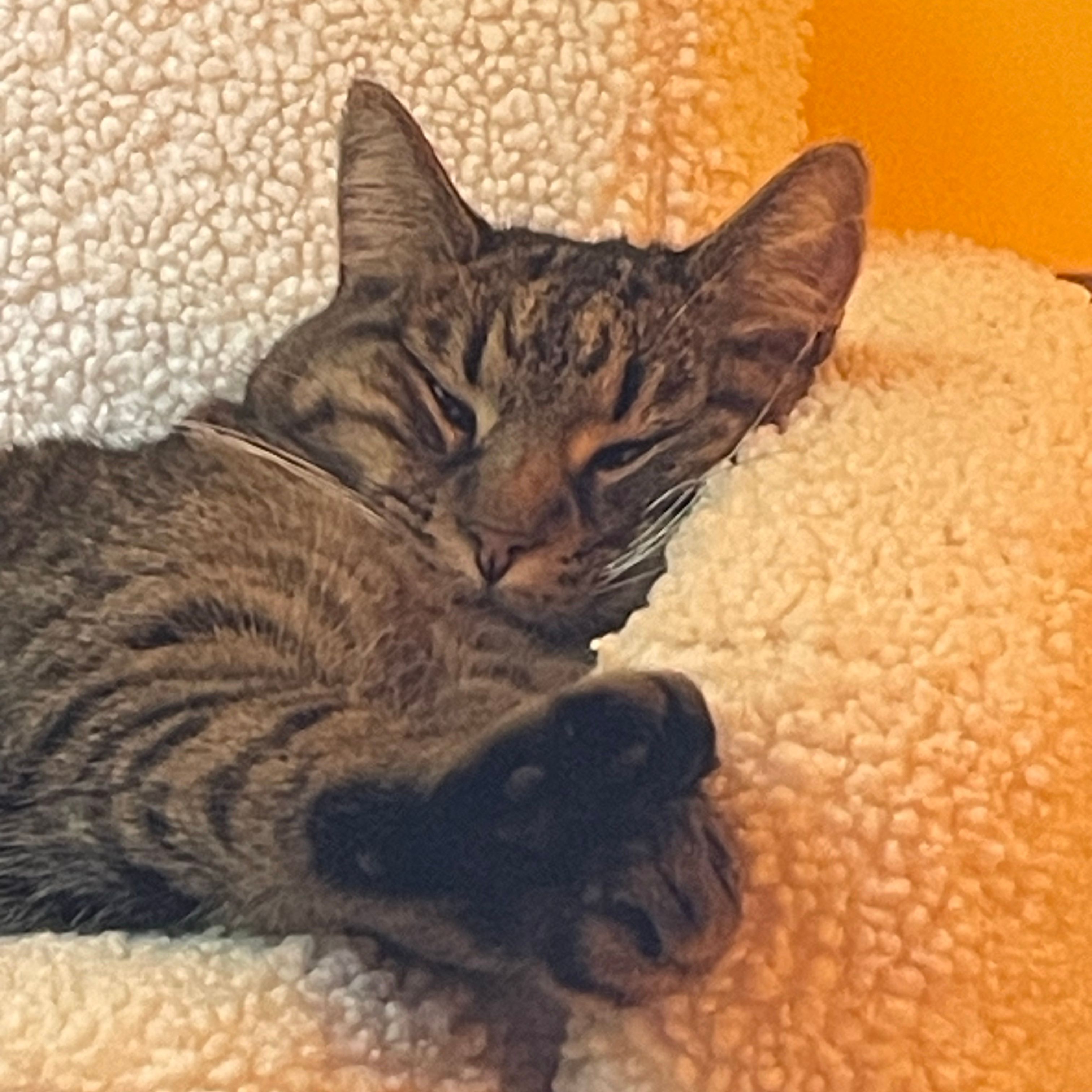 Tycho