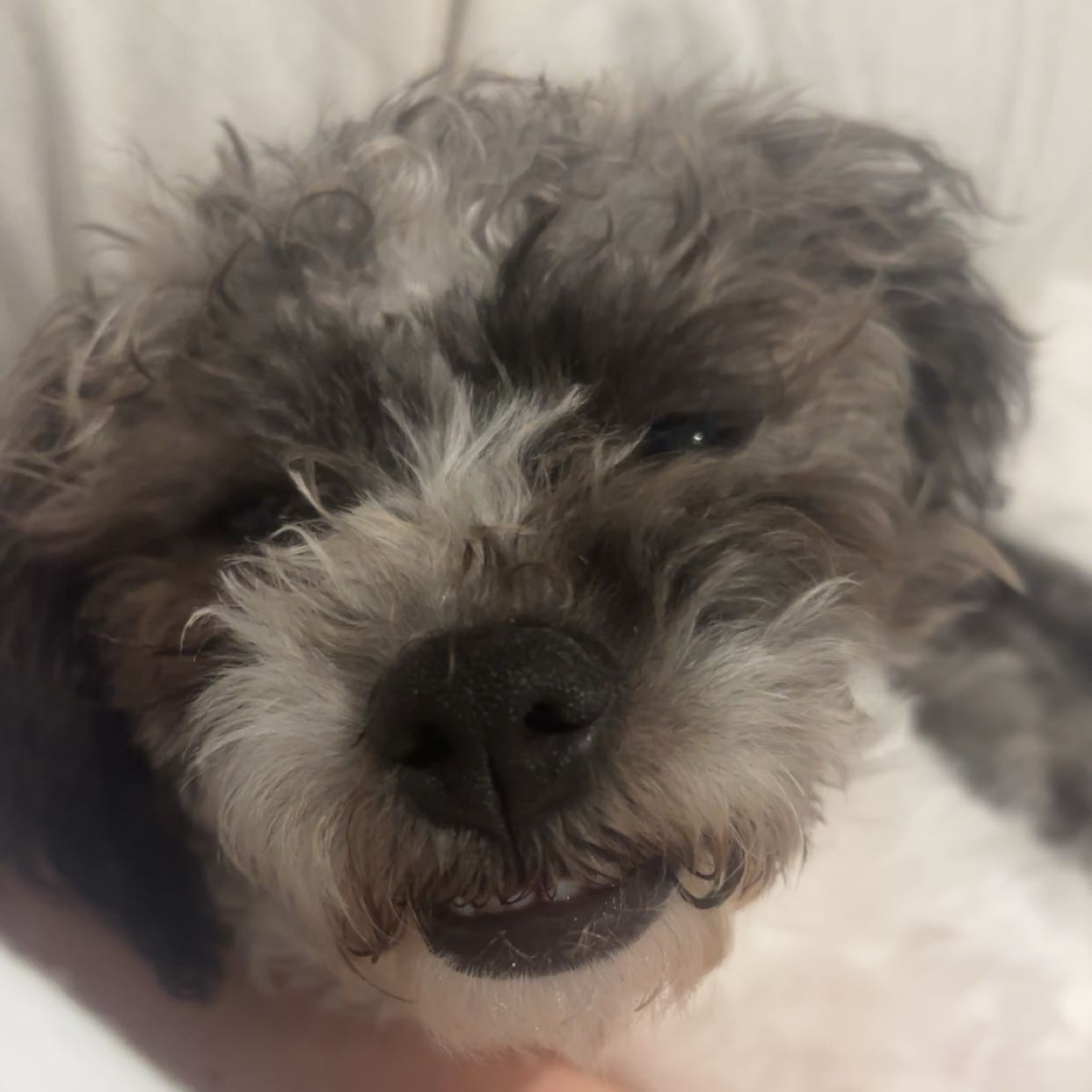 gracie