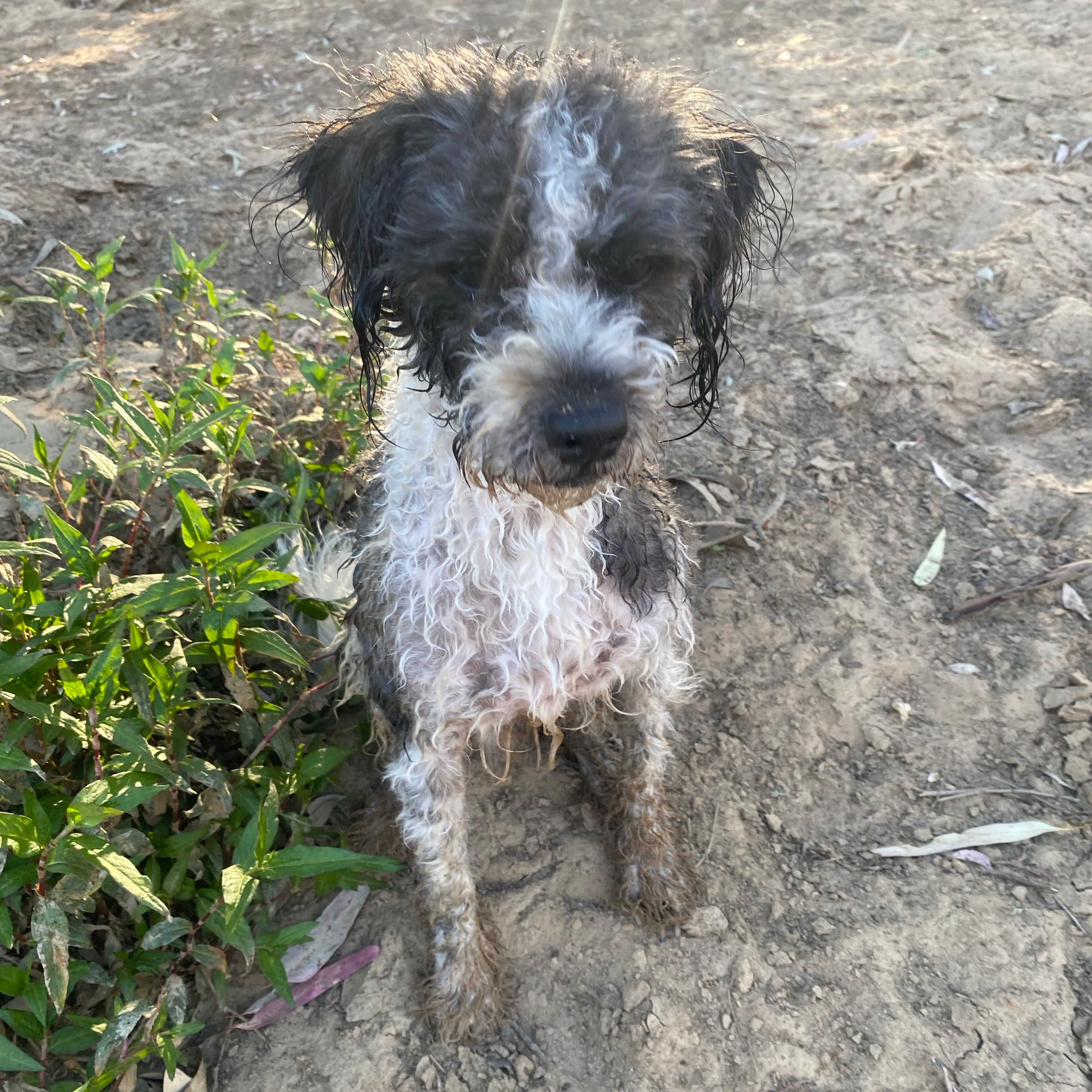Archie