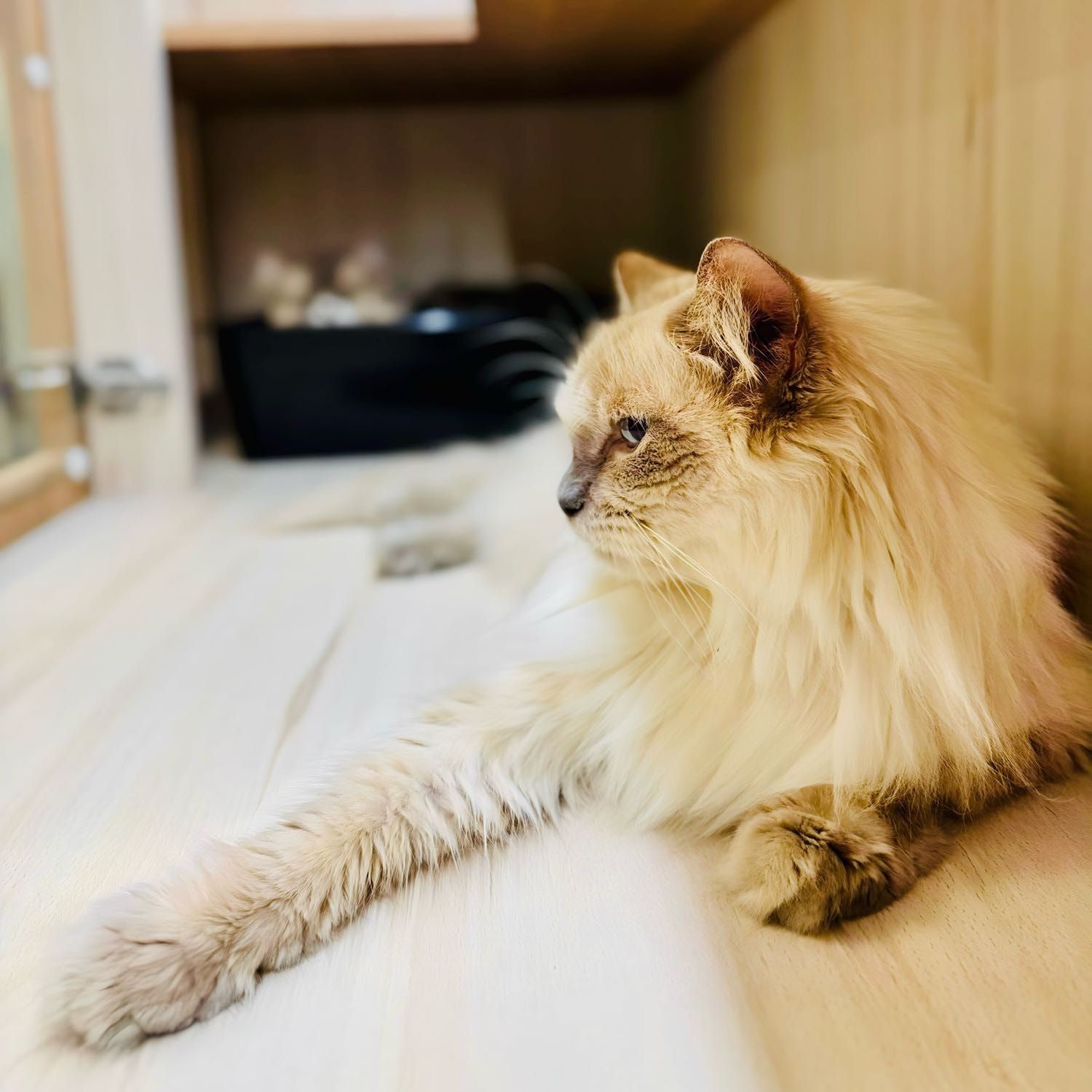 Luna