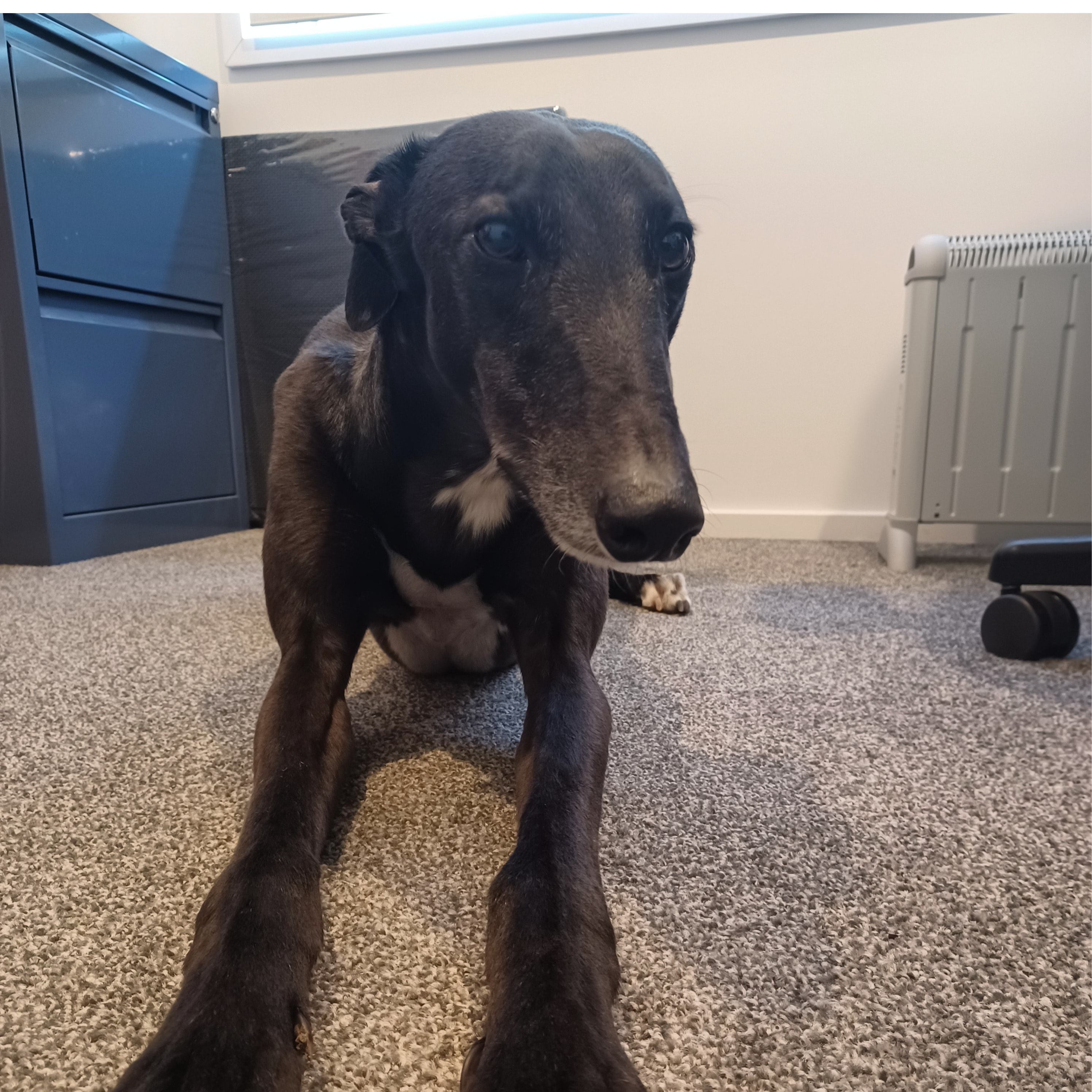 Luke (Loud Mouth Luke)