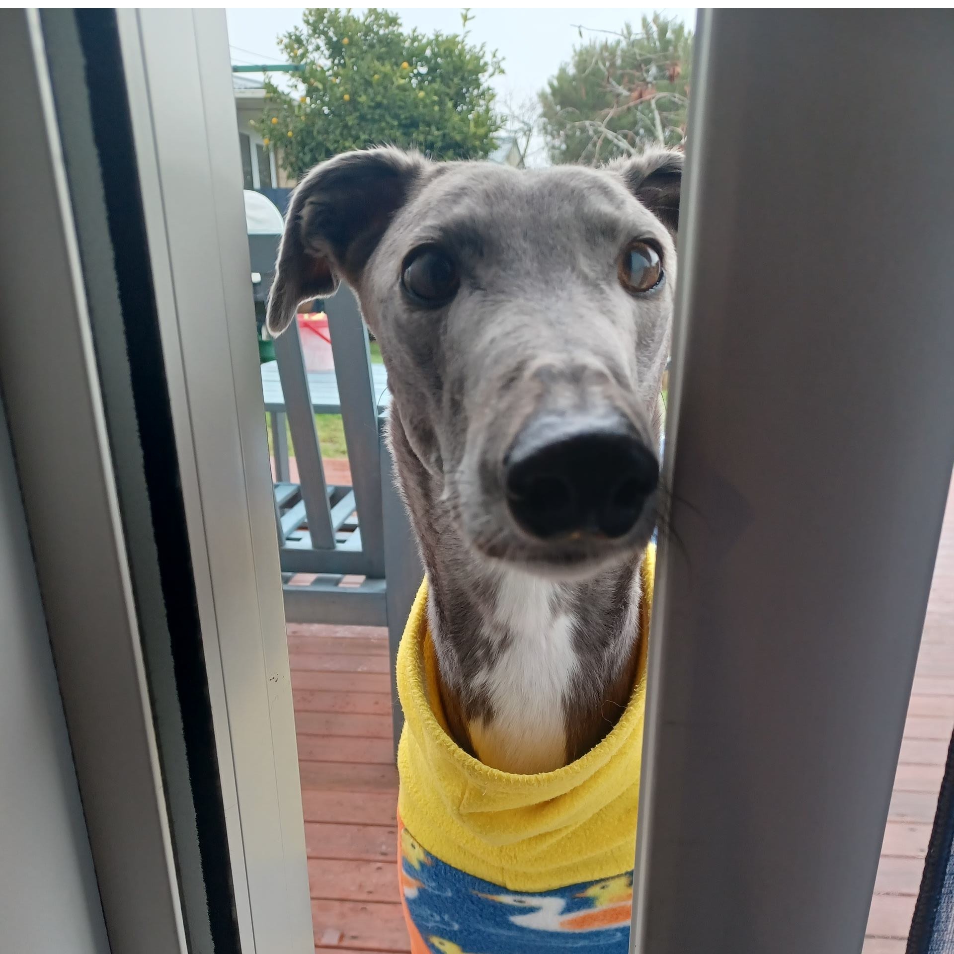 Bugsie (Opawa Bucks Eye)