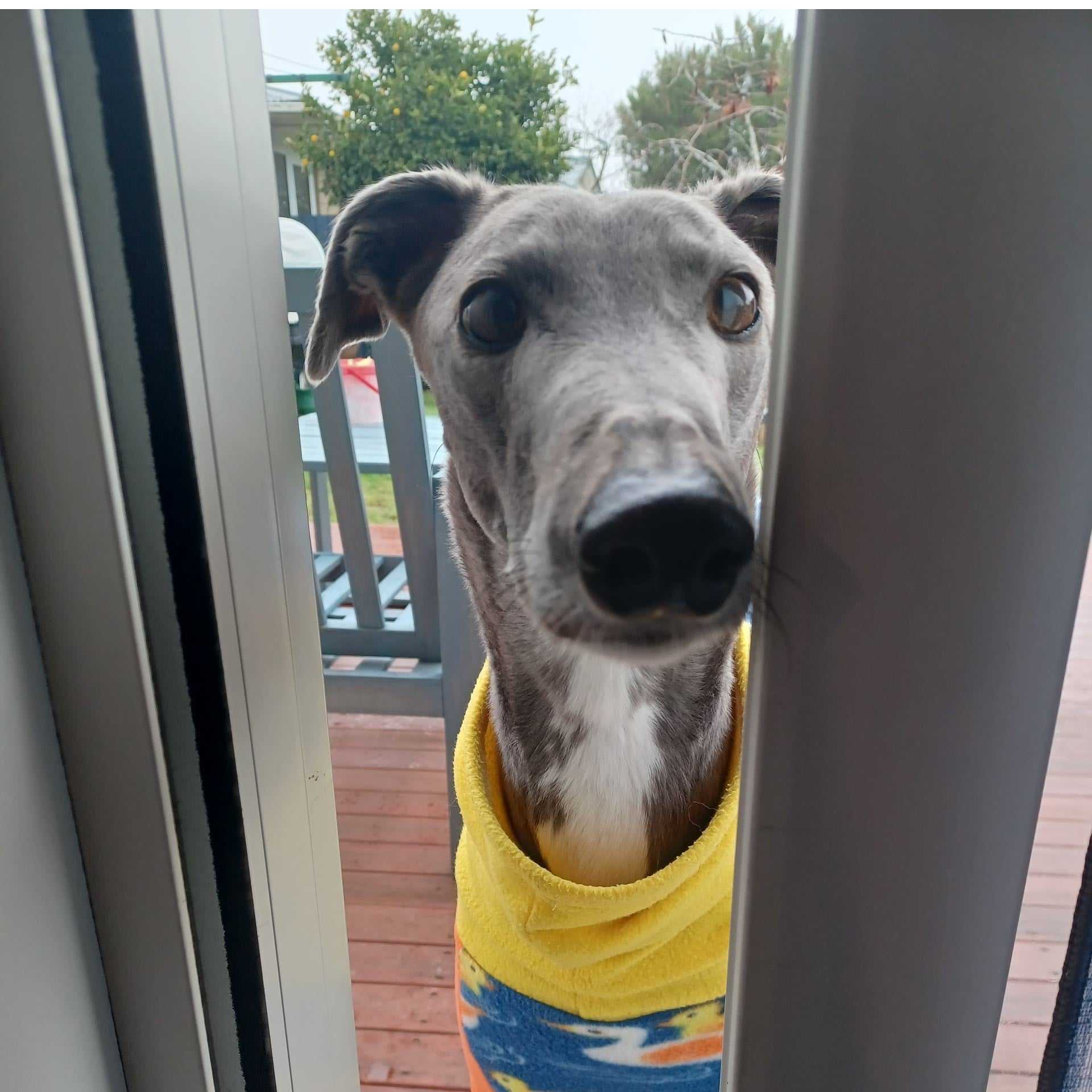 Bugsie (Opawa Bucks Eye)