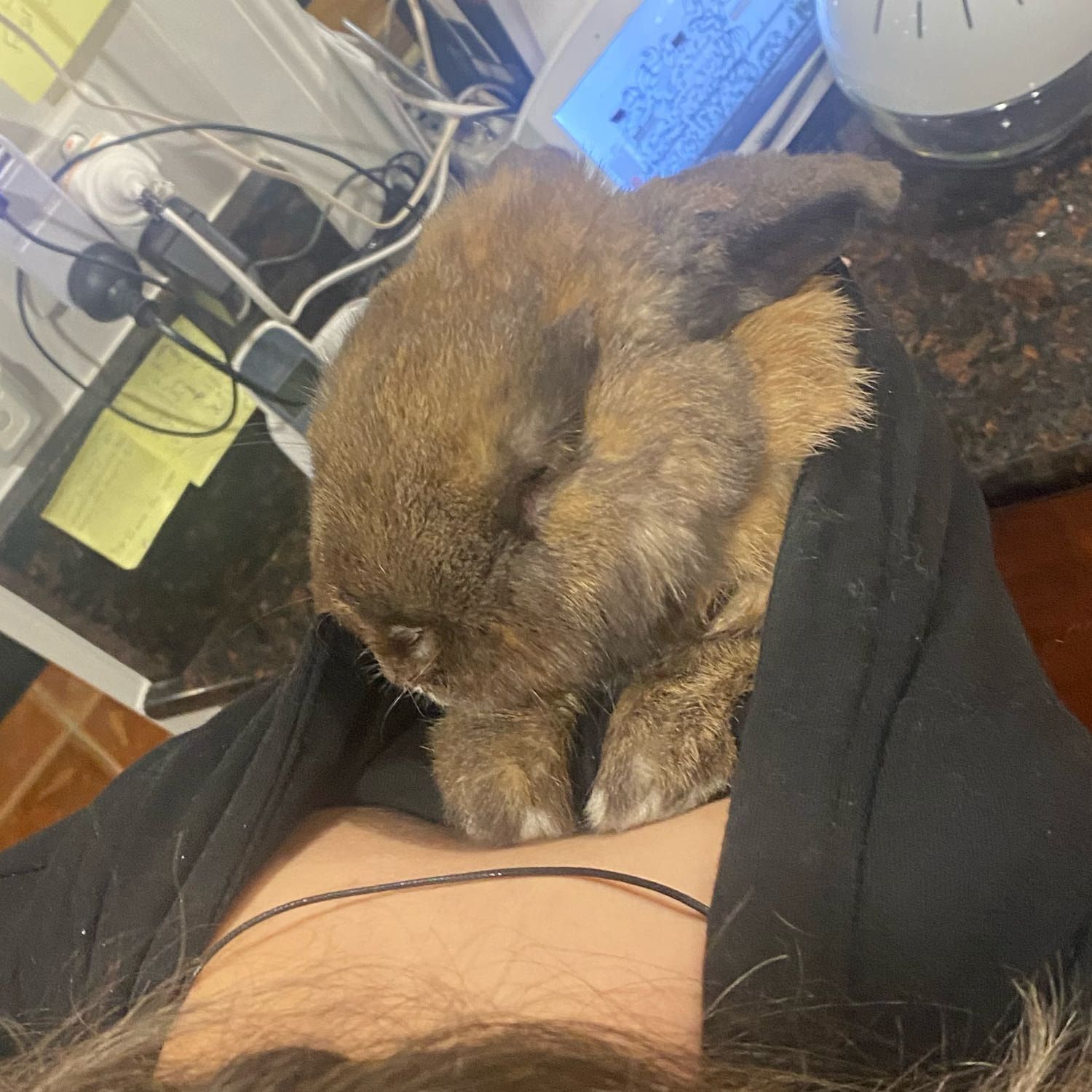 nibblet