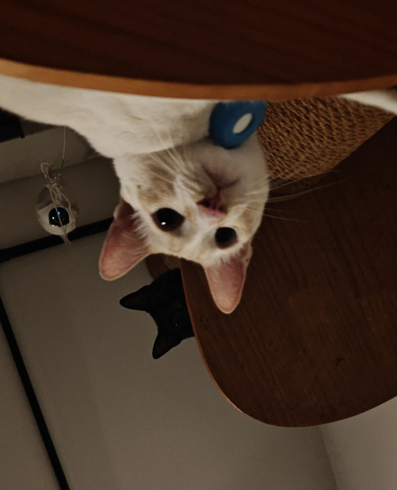 image-7