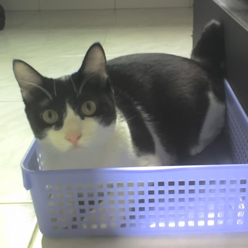 Miya (crossed rainbow bridge)