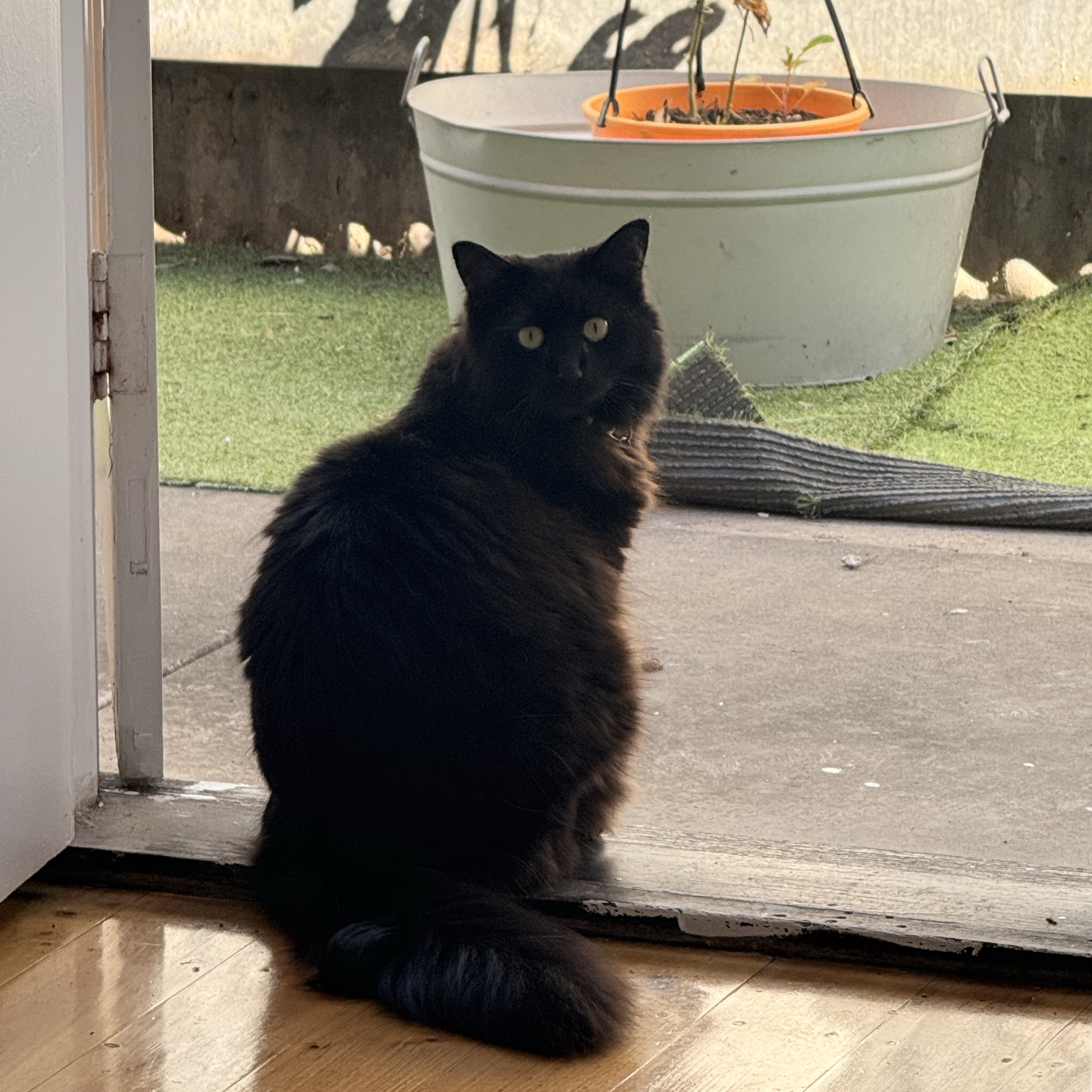 Coco 