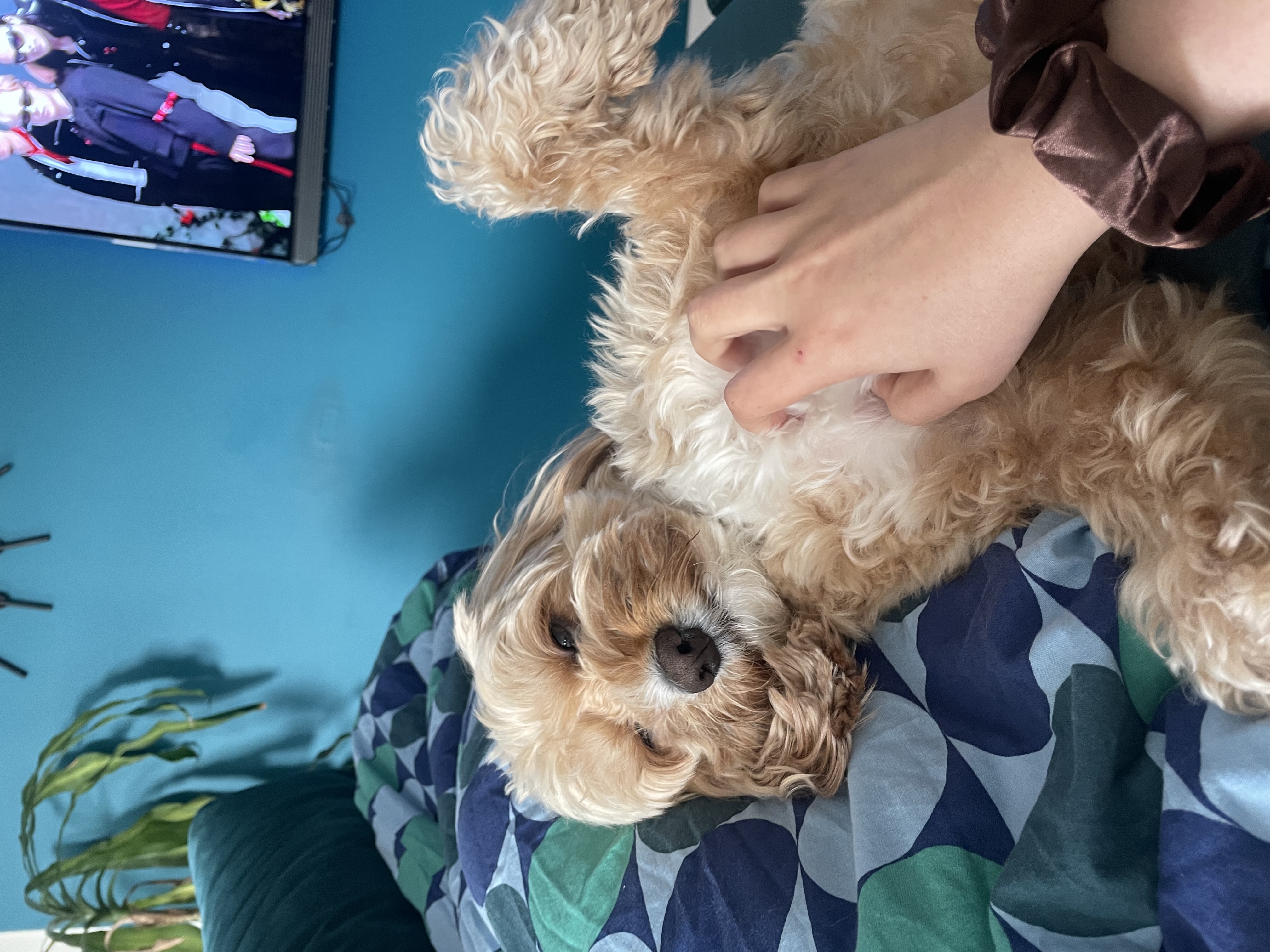 image-8