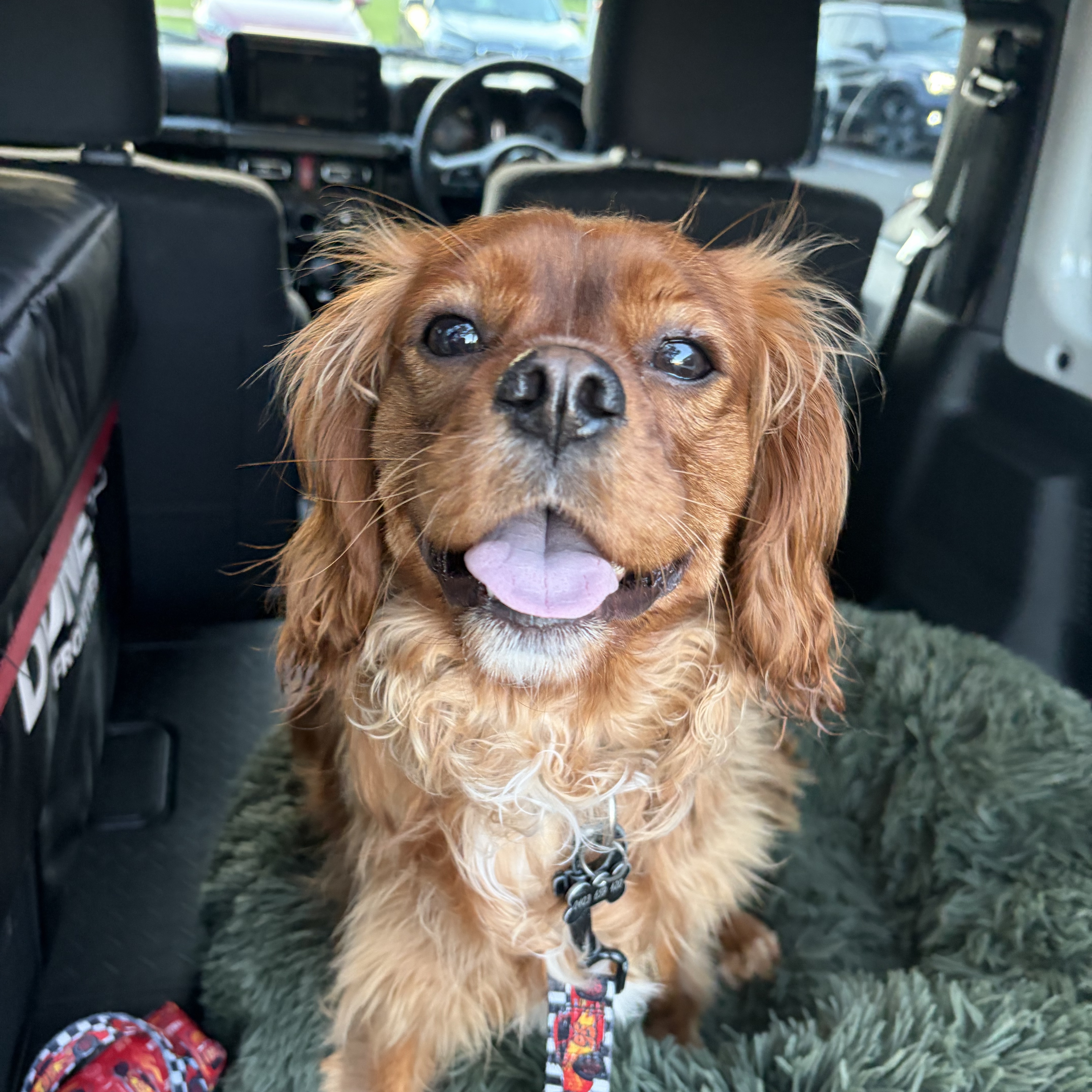 Ringo