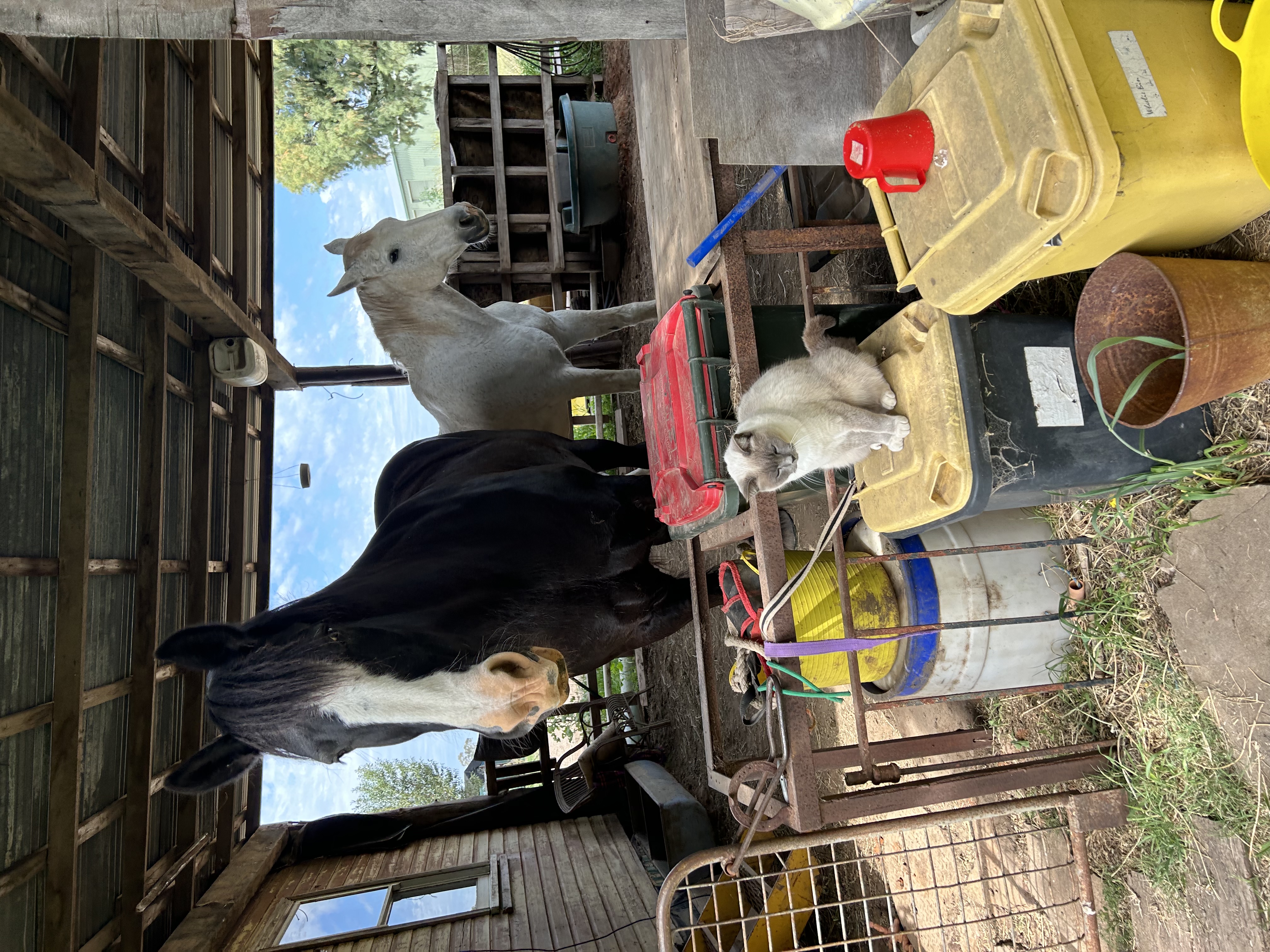image-10