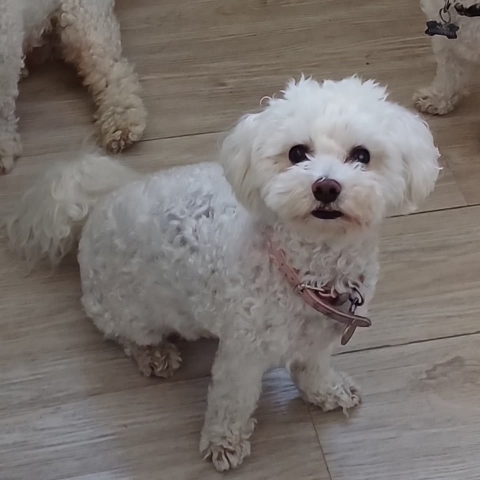 Aoibhe