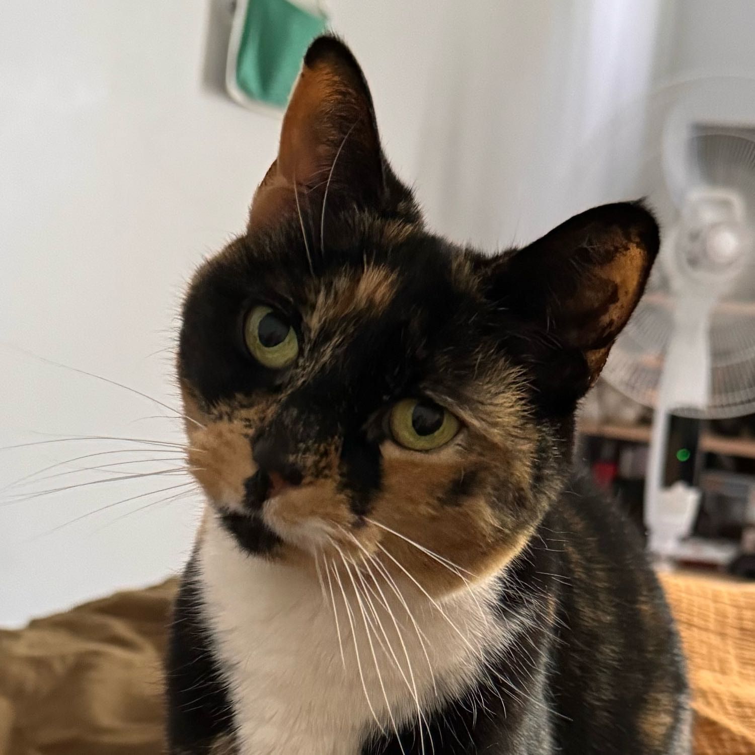 Luna