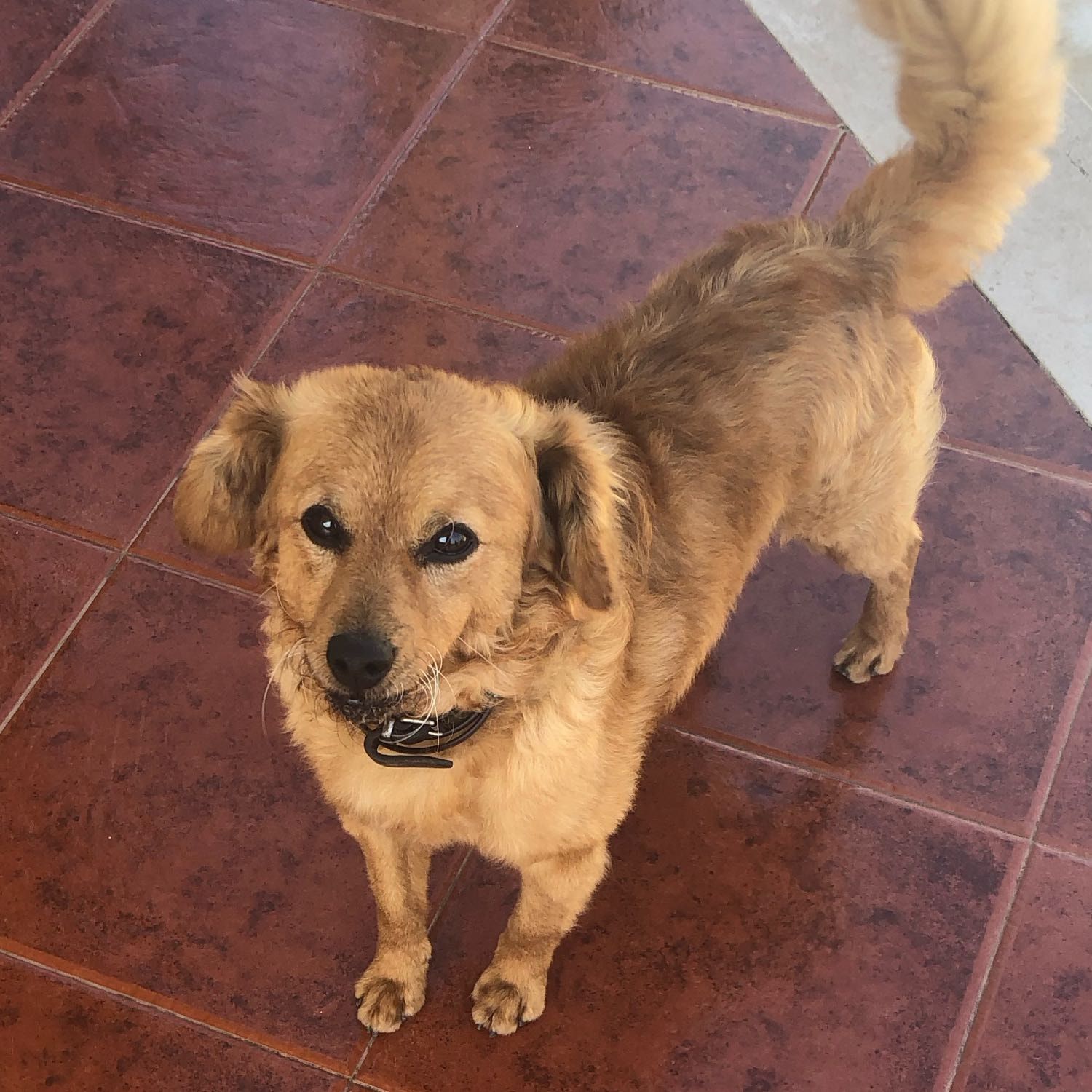 Niko